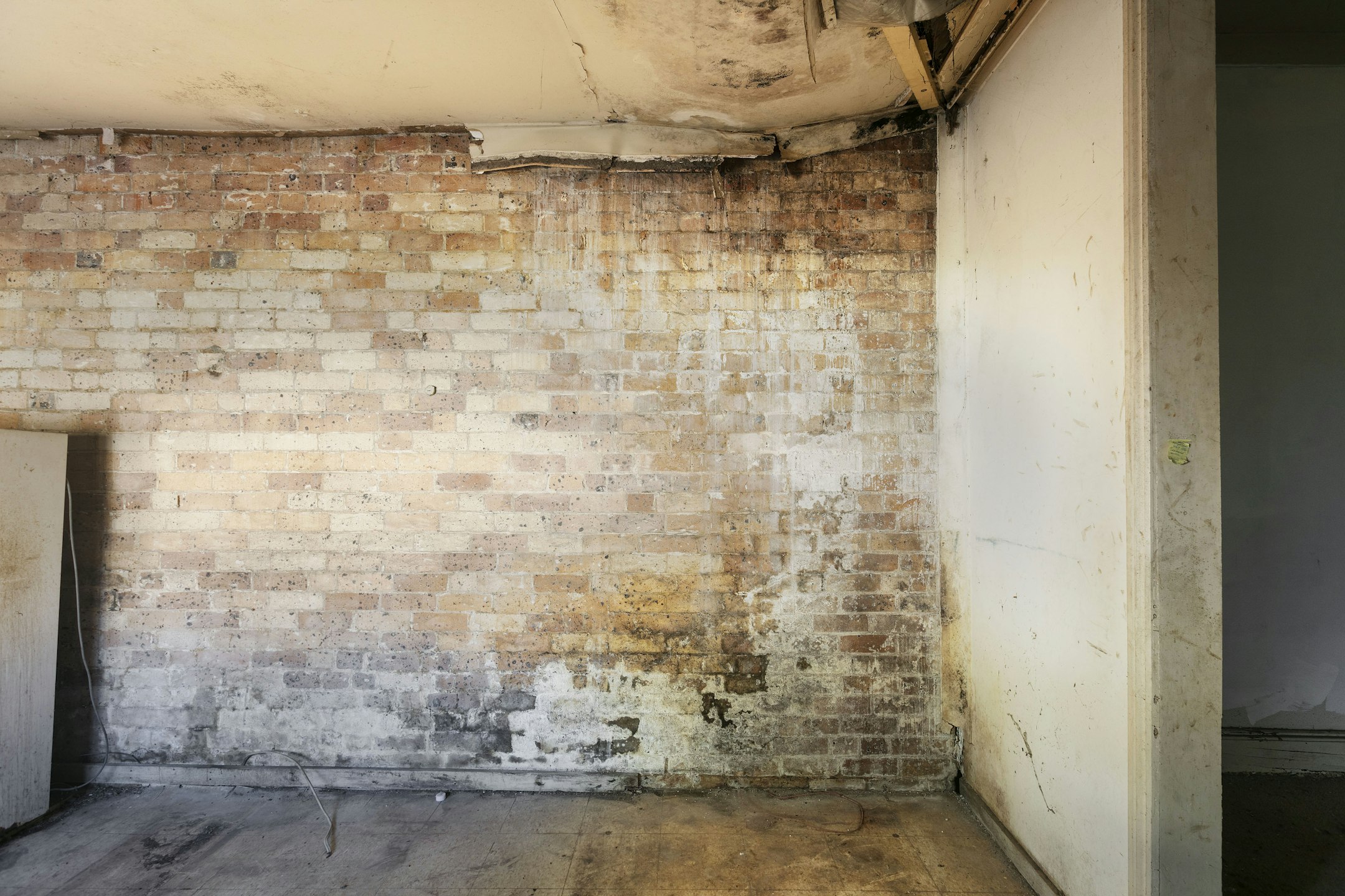 mold