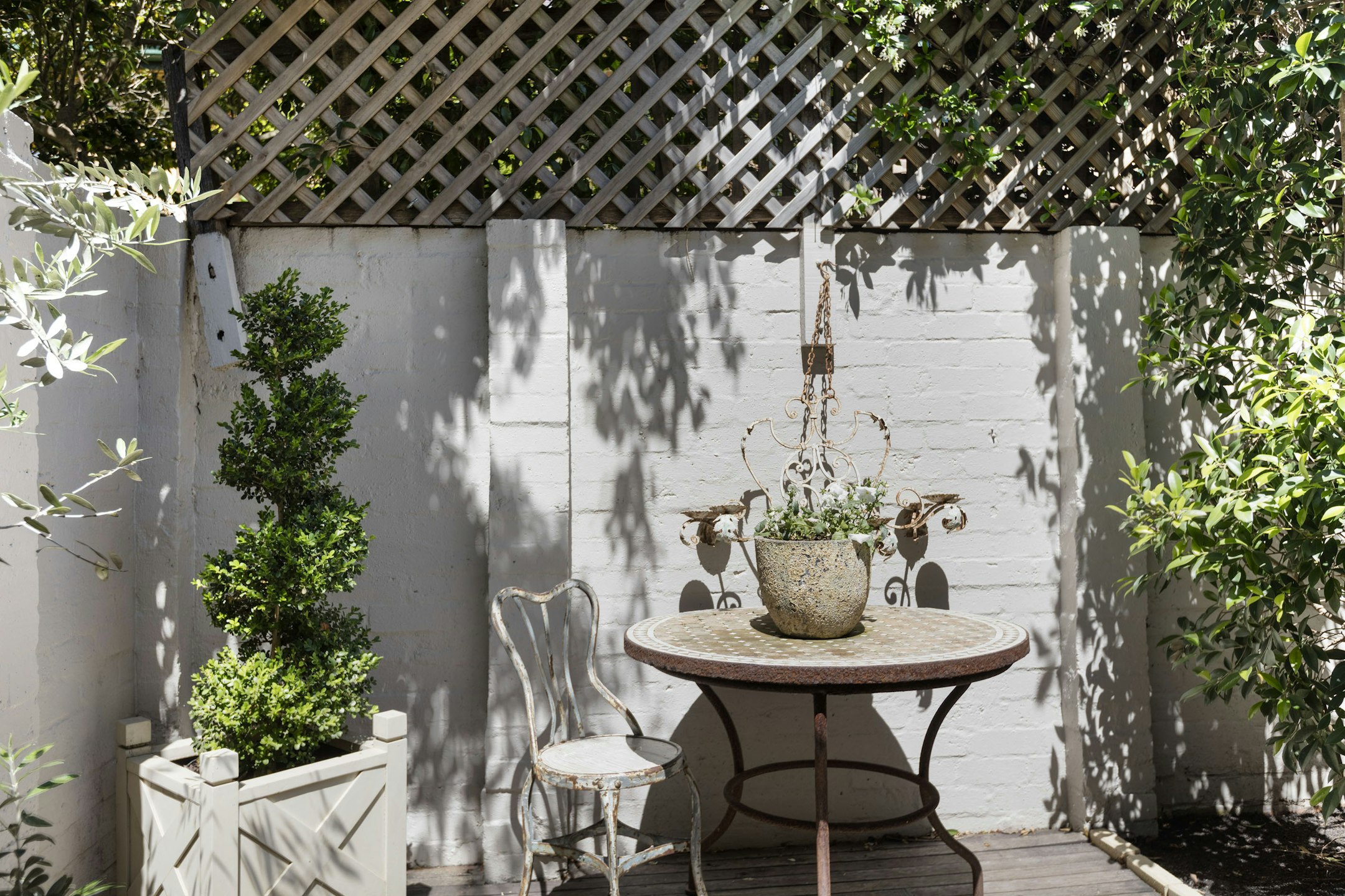 potted plant