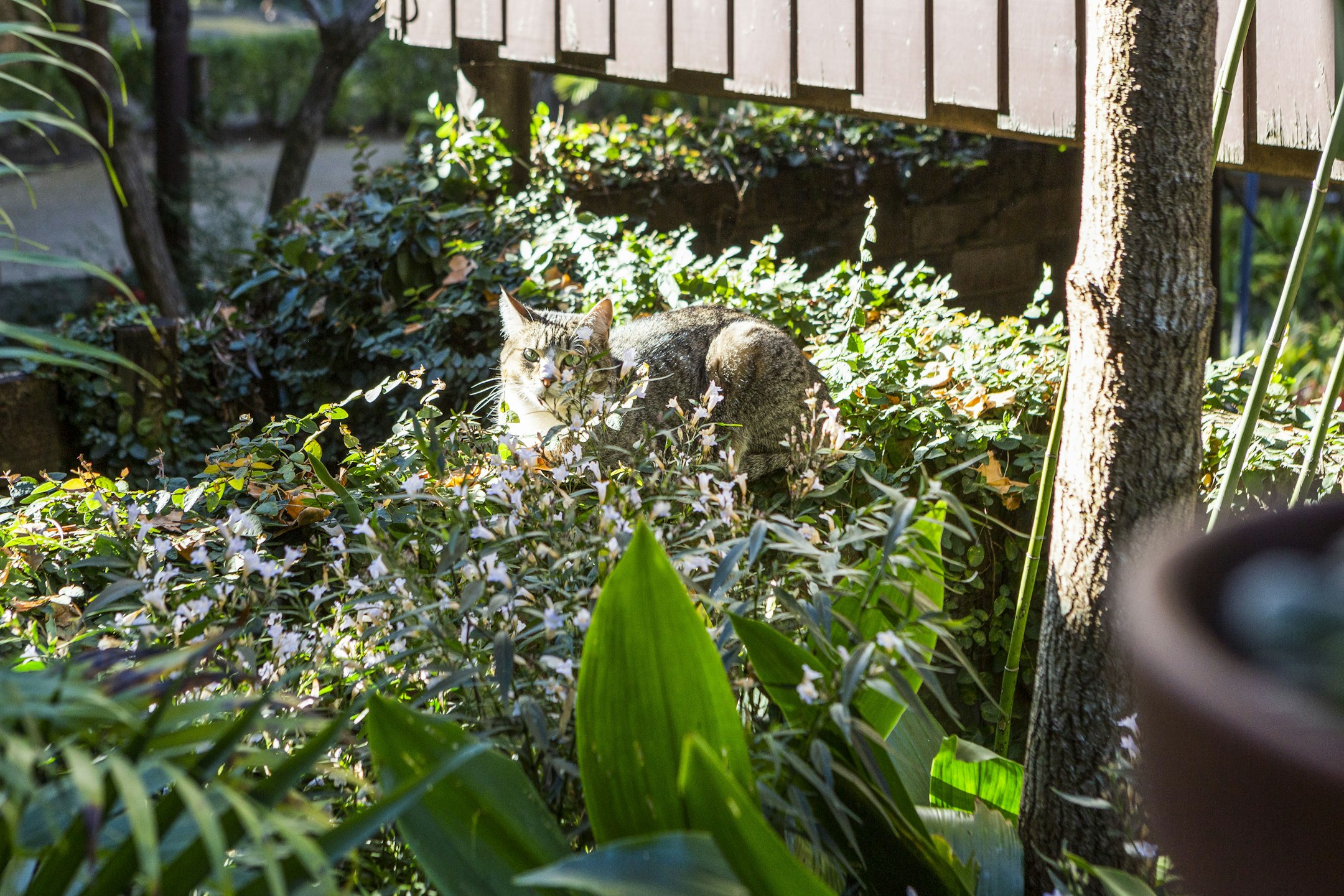 garden