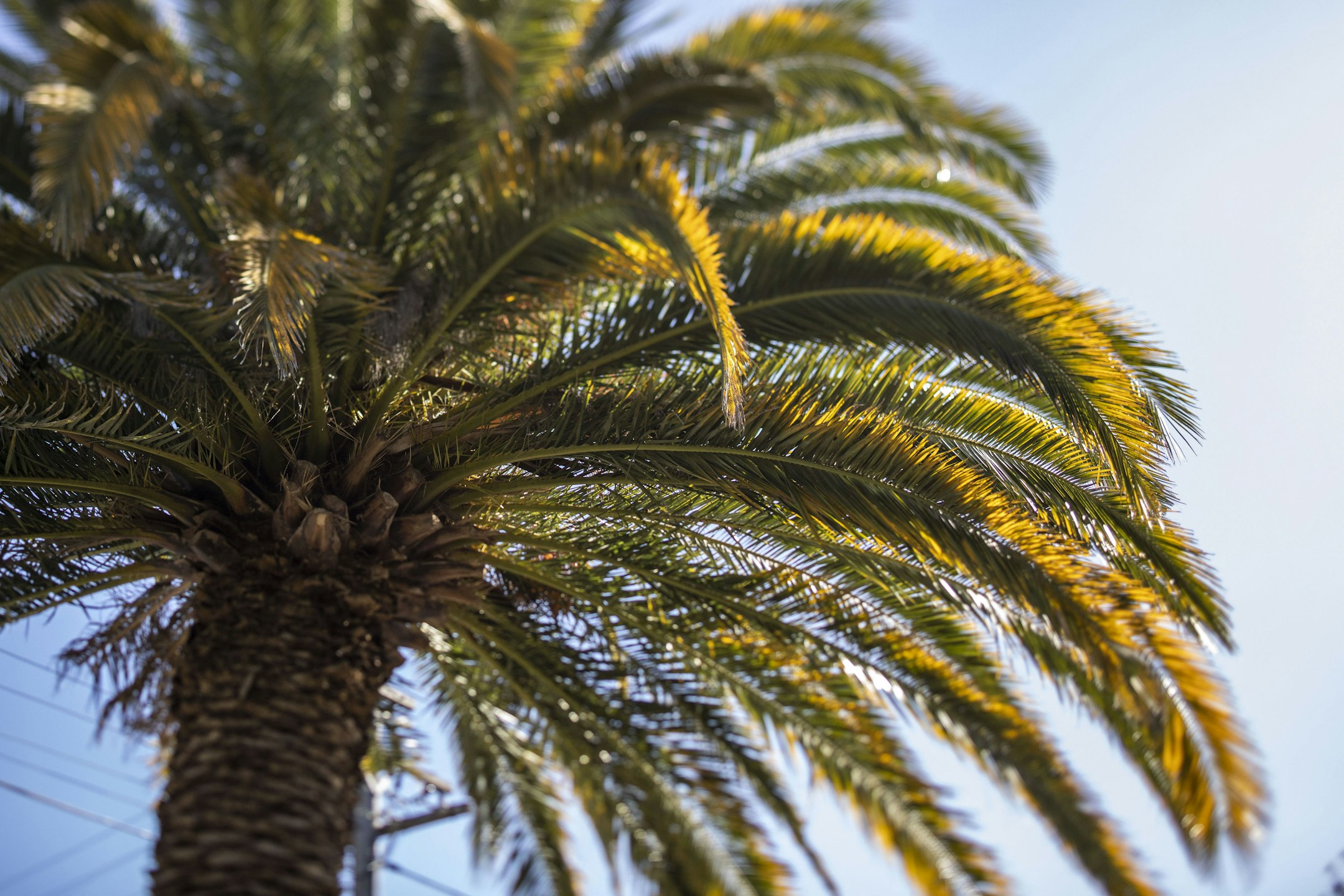 palm tree
