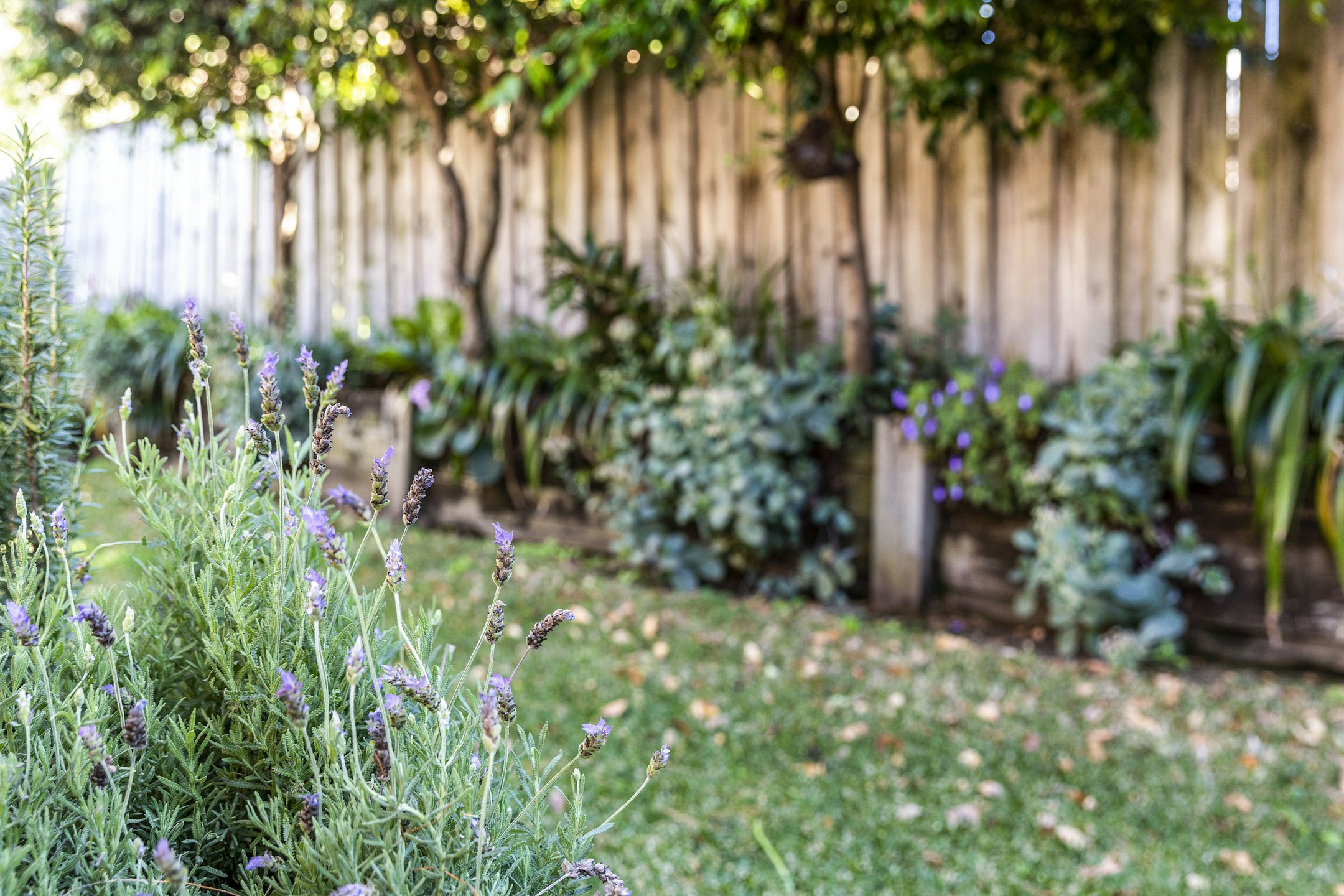 garden