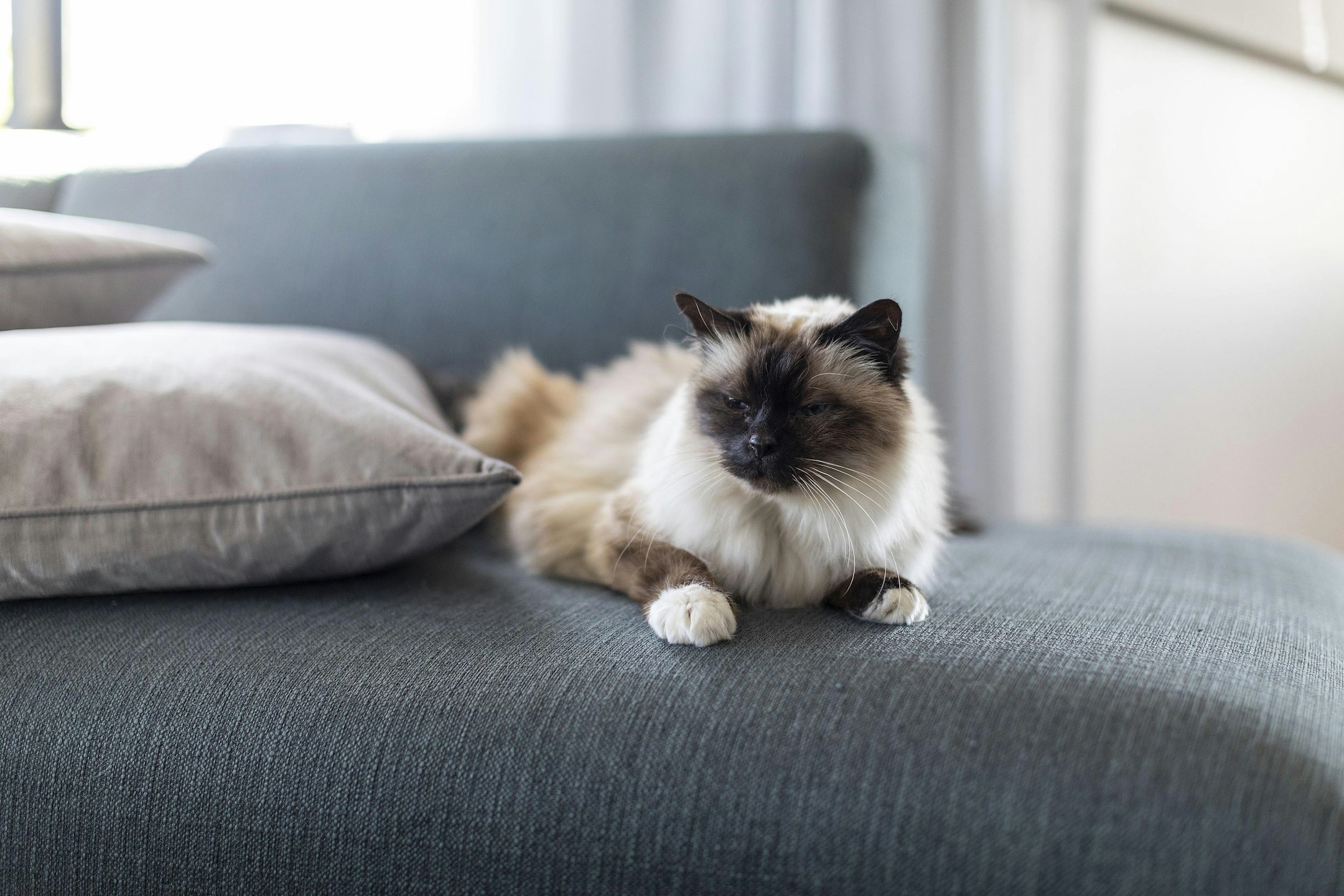 couch