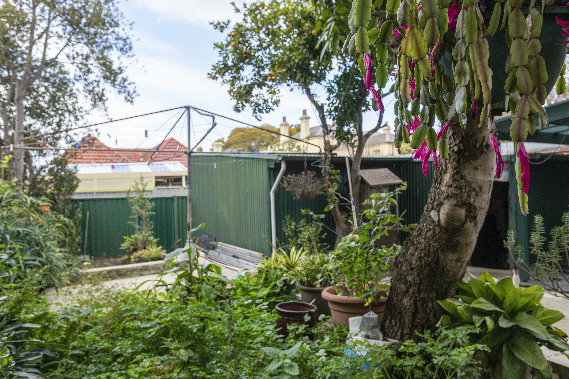garden