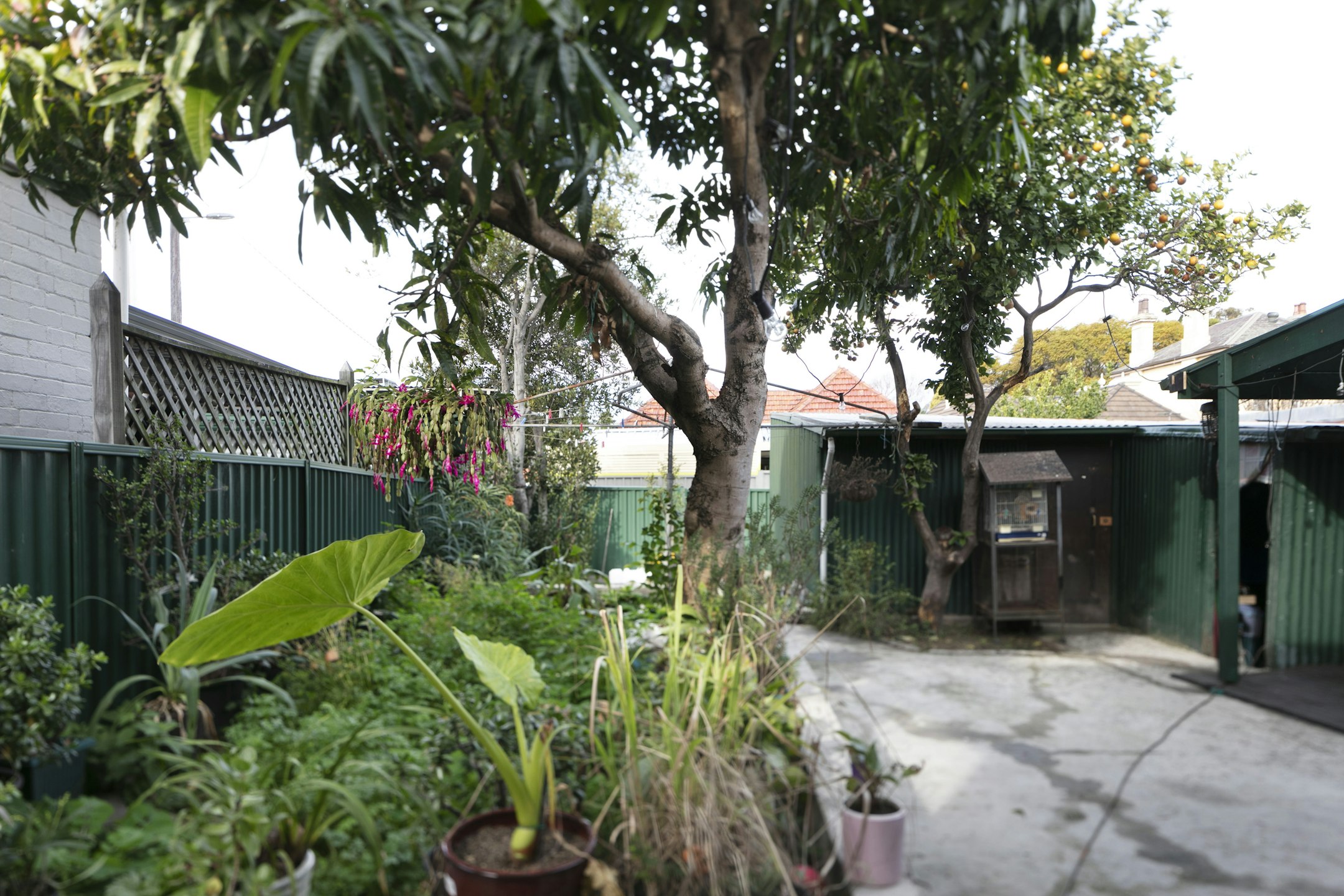 garden
