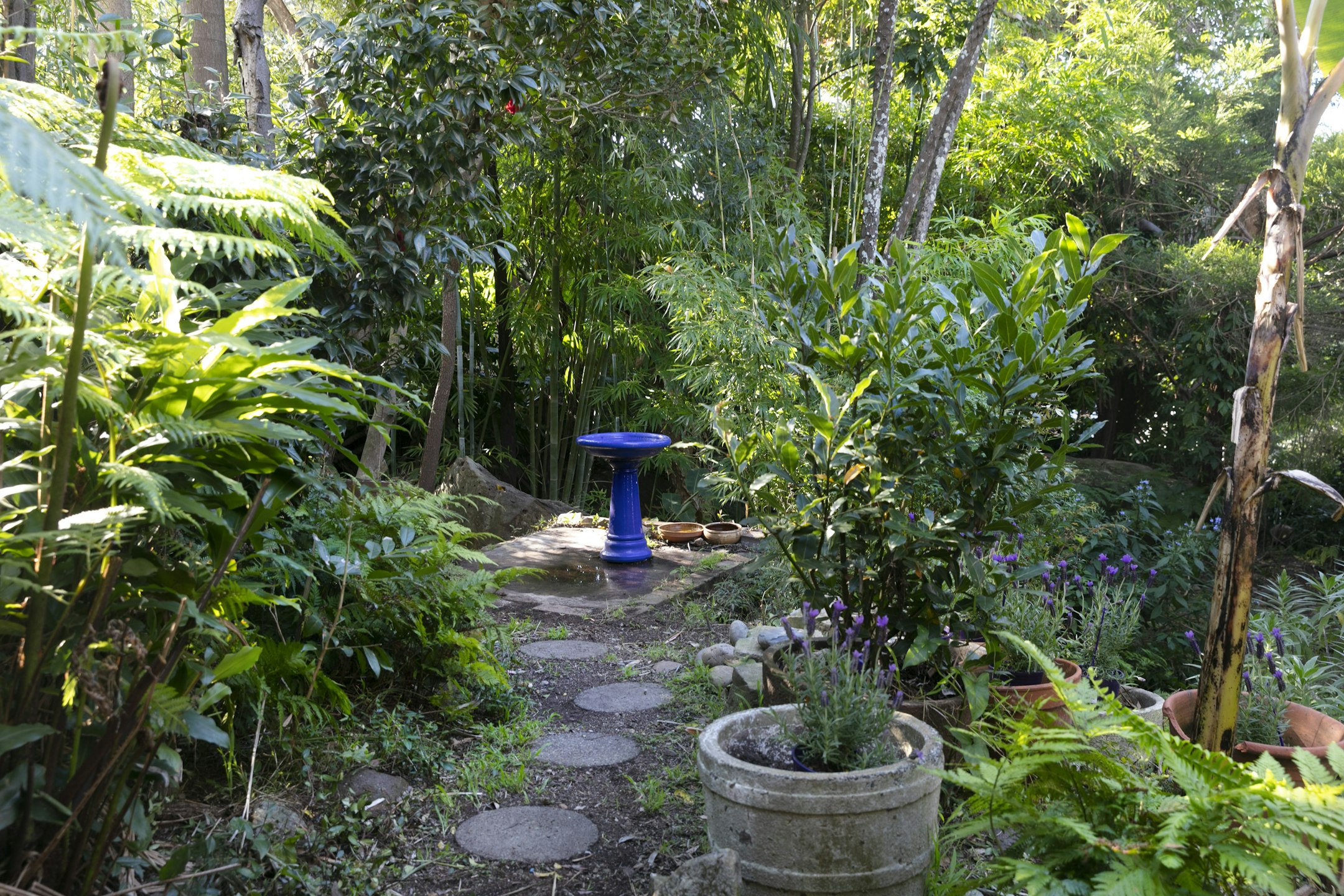 garden