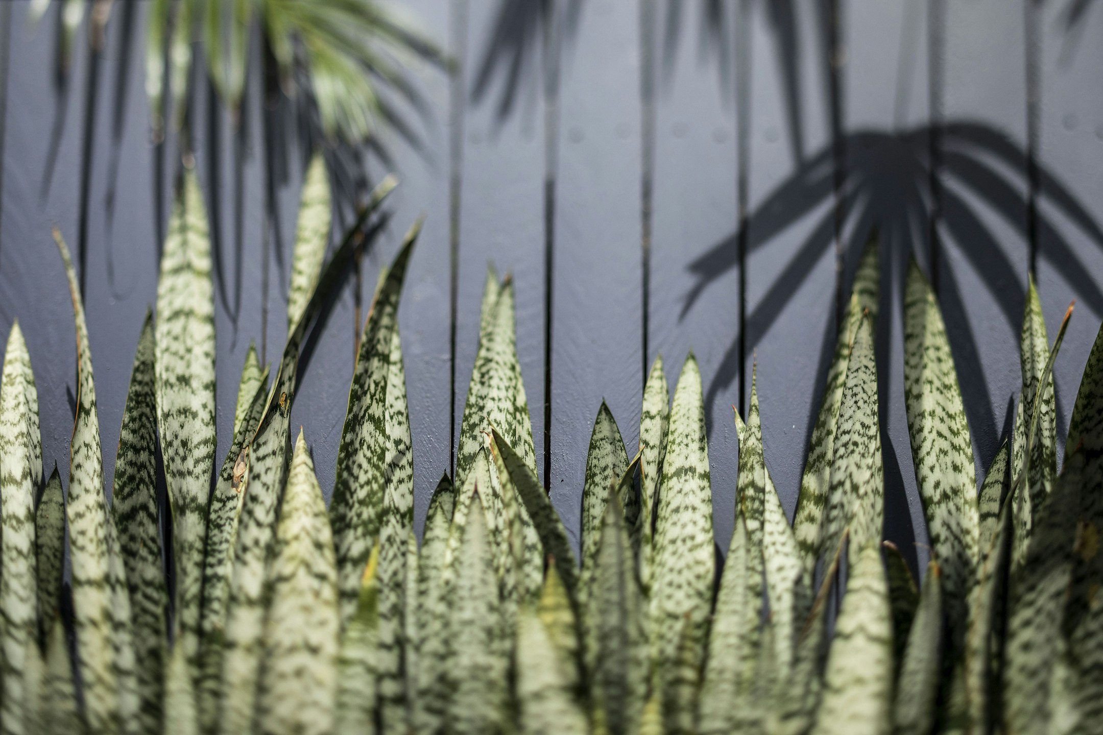 plant