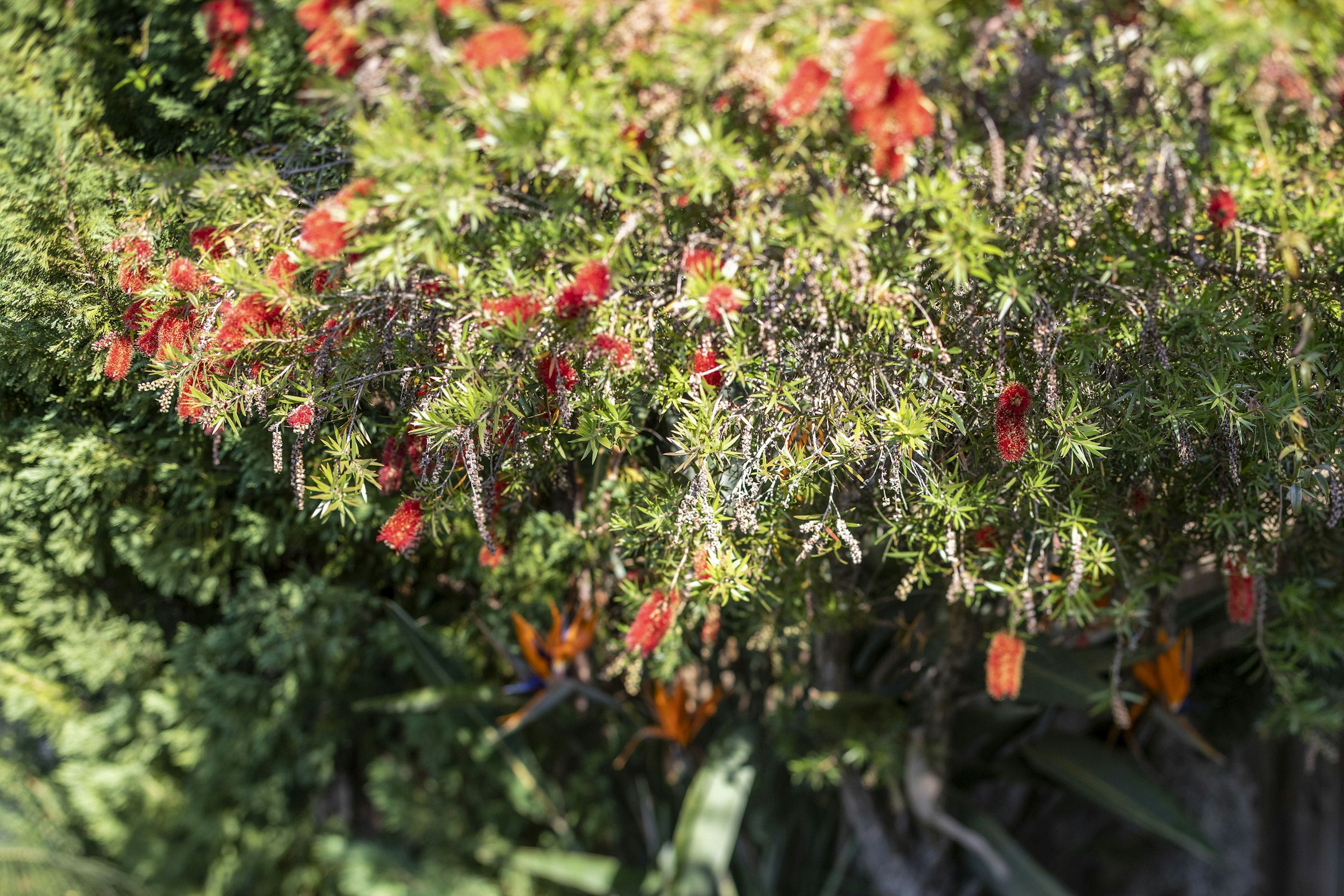 plant