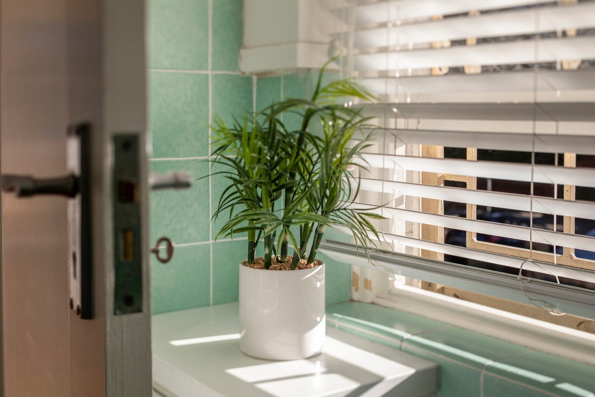 plant