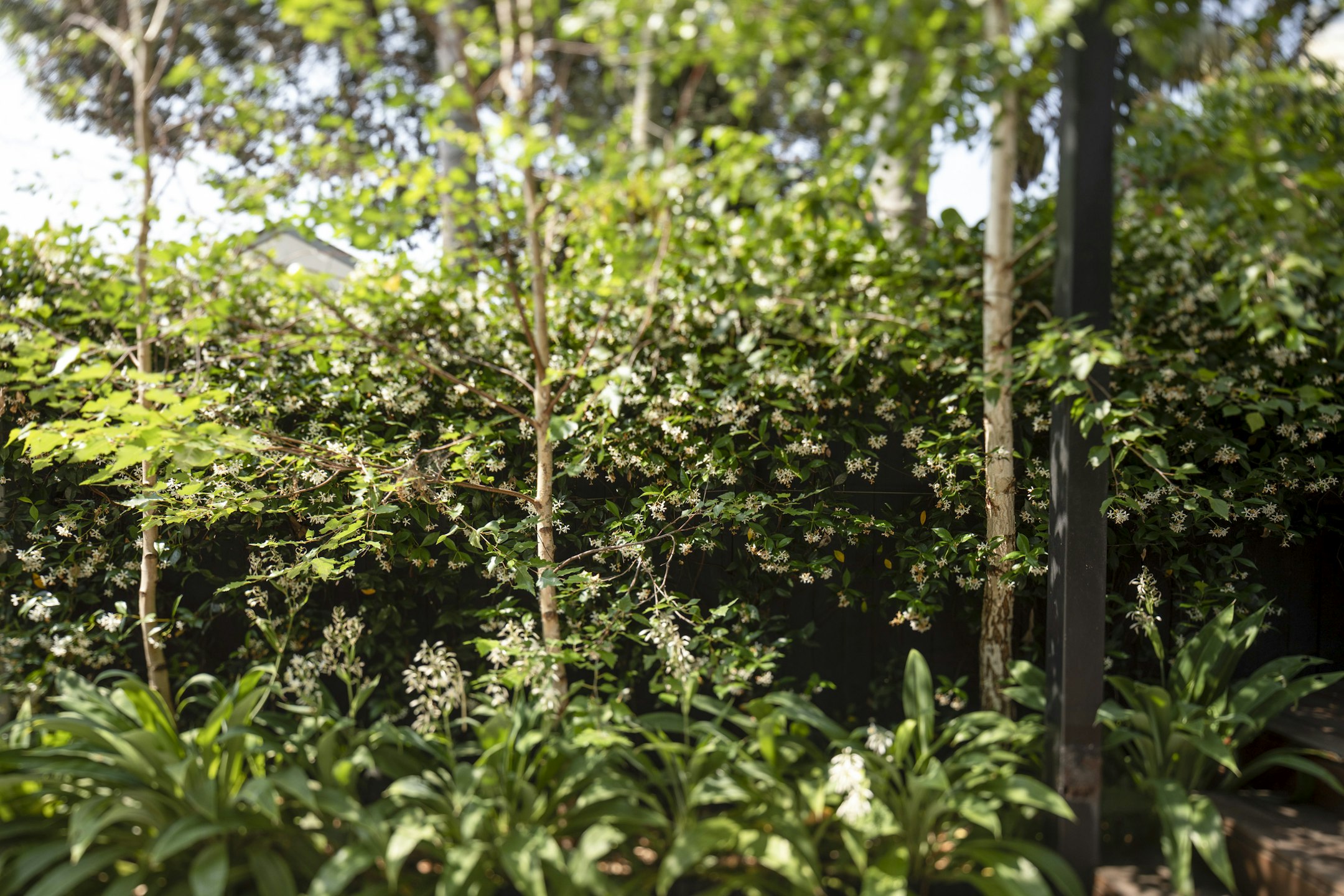 vegetation