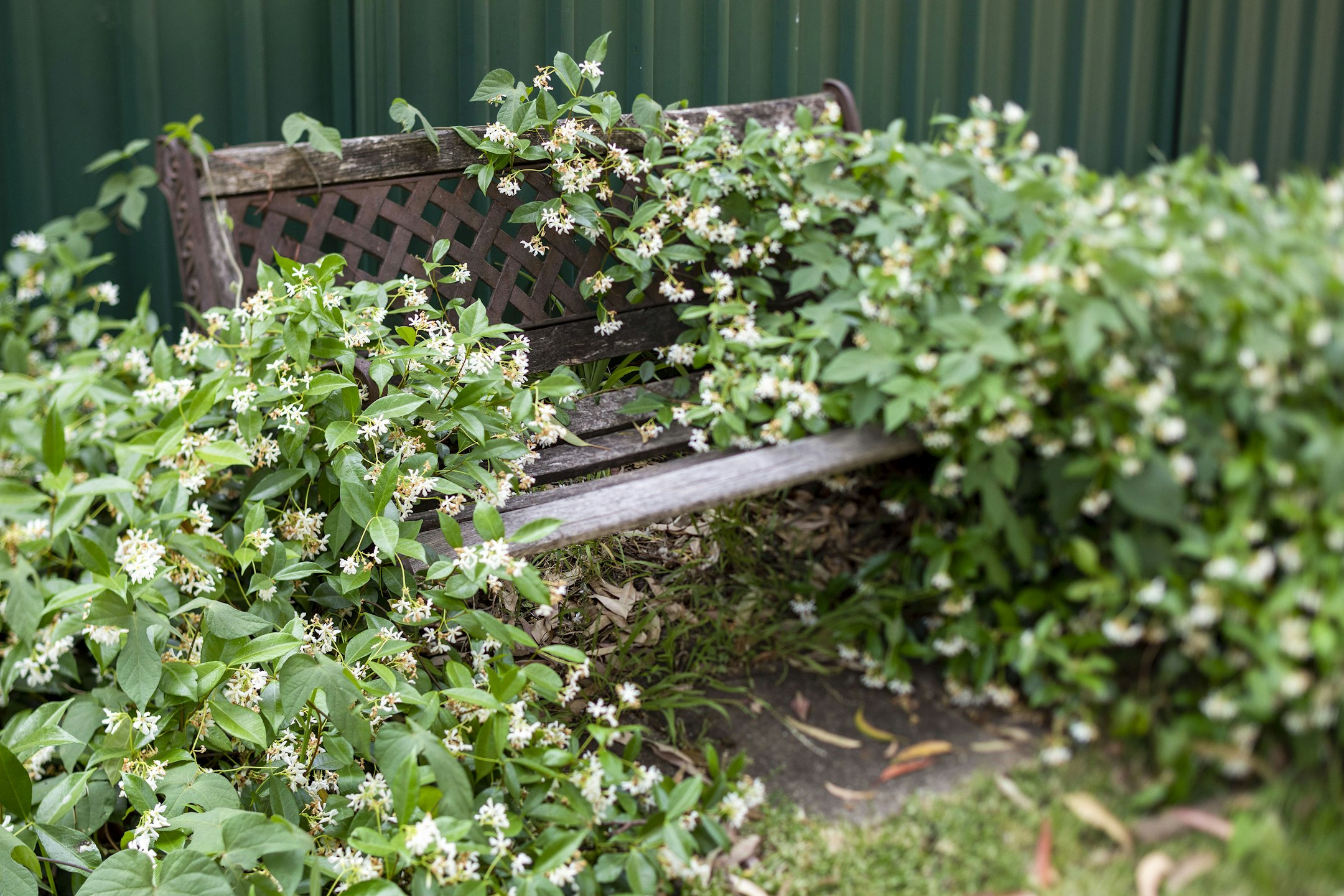 bench