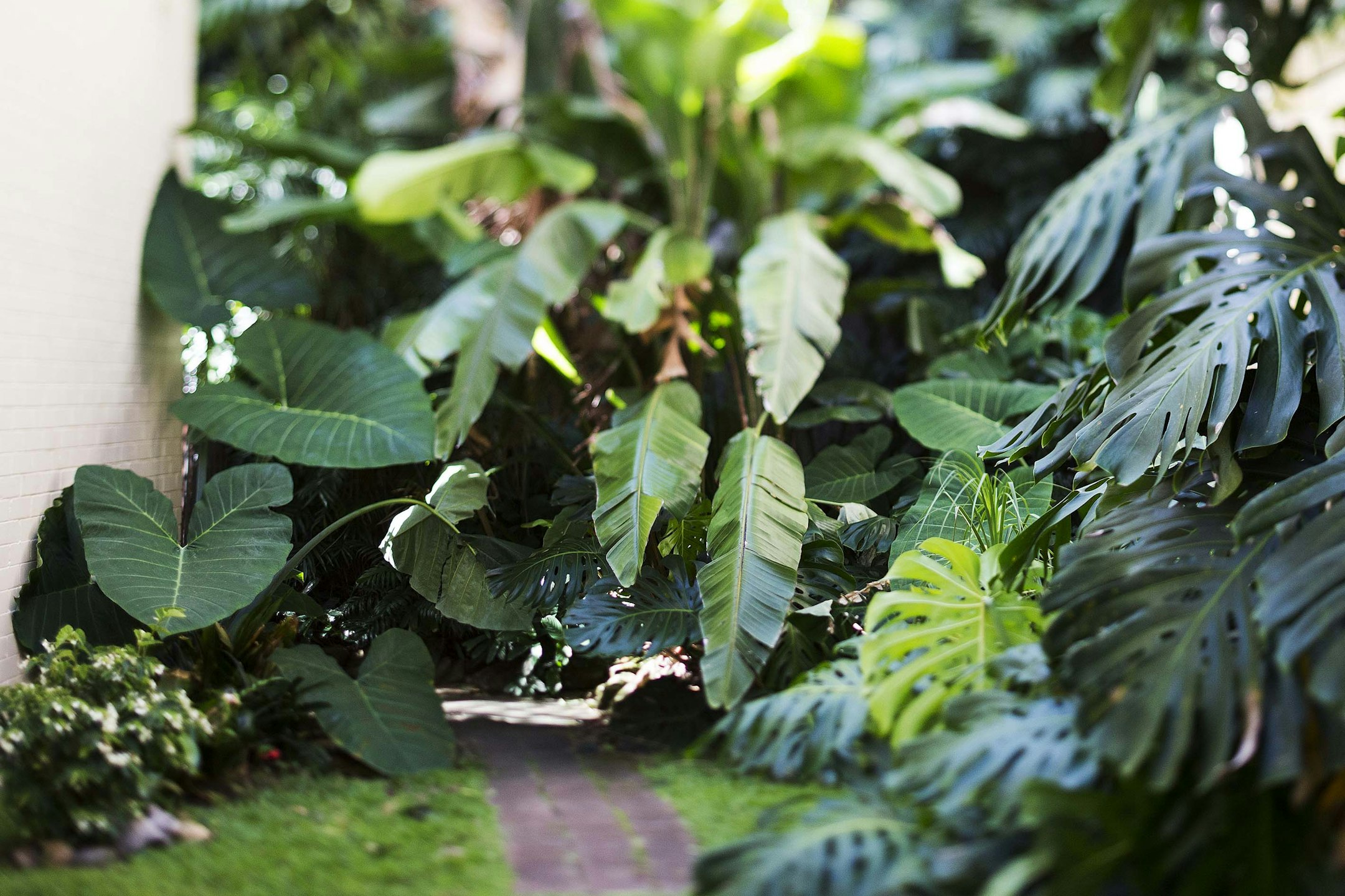 leaf