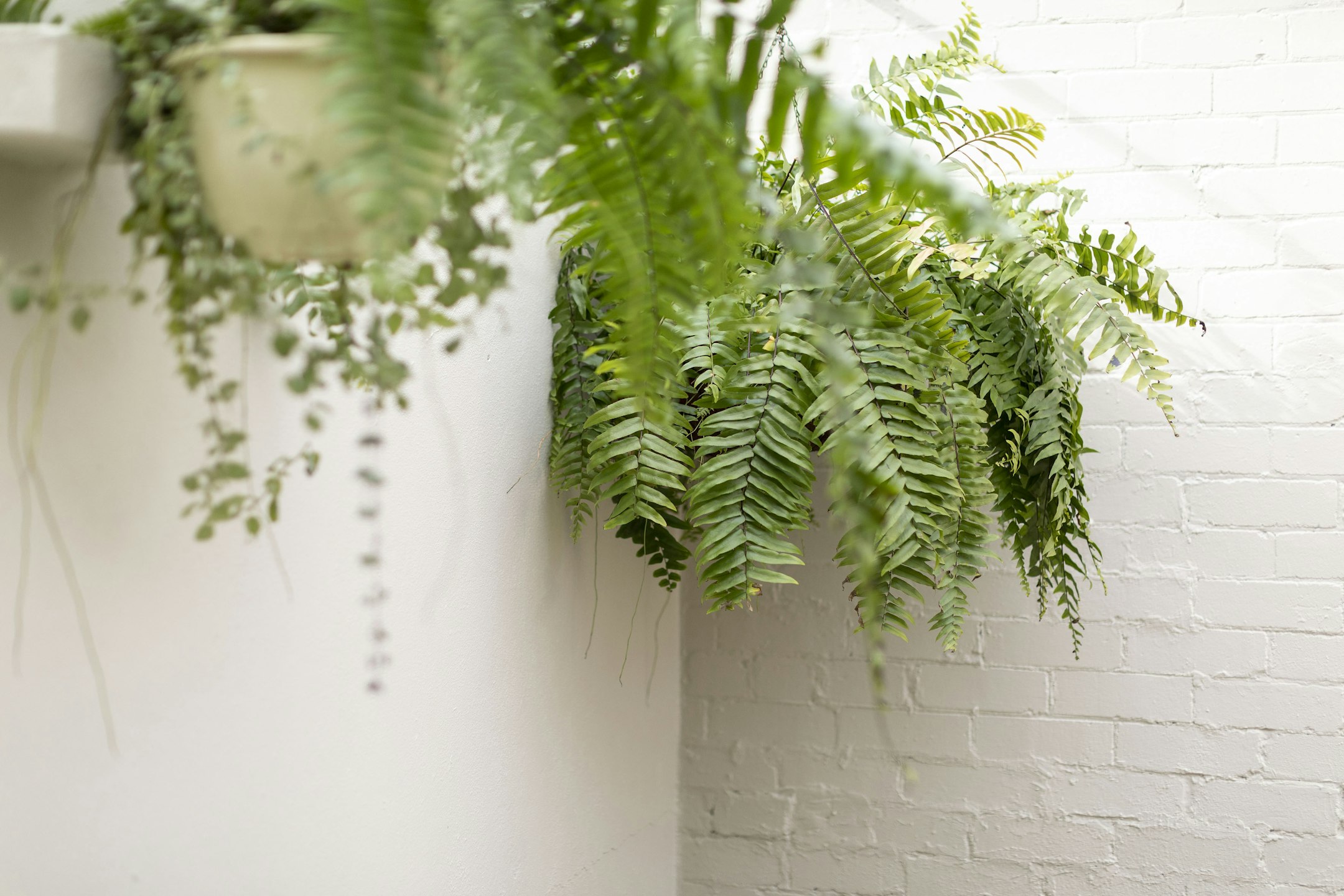 fern