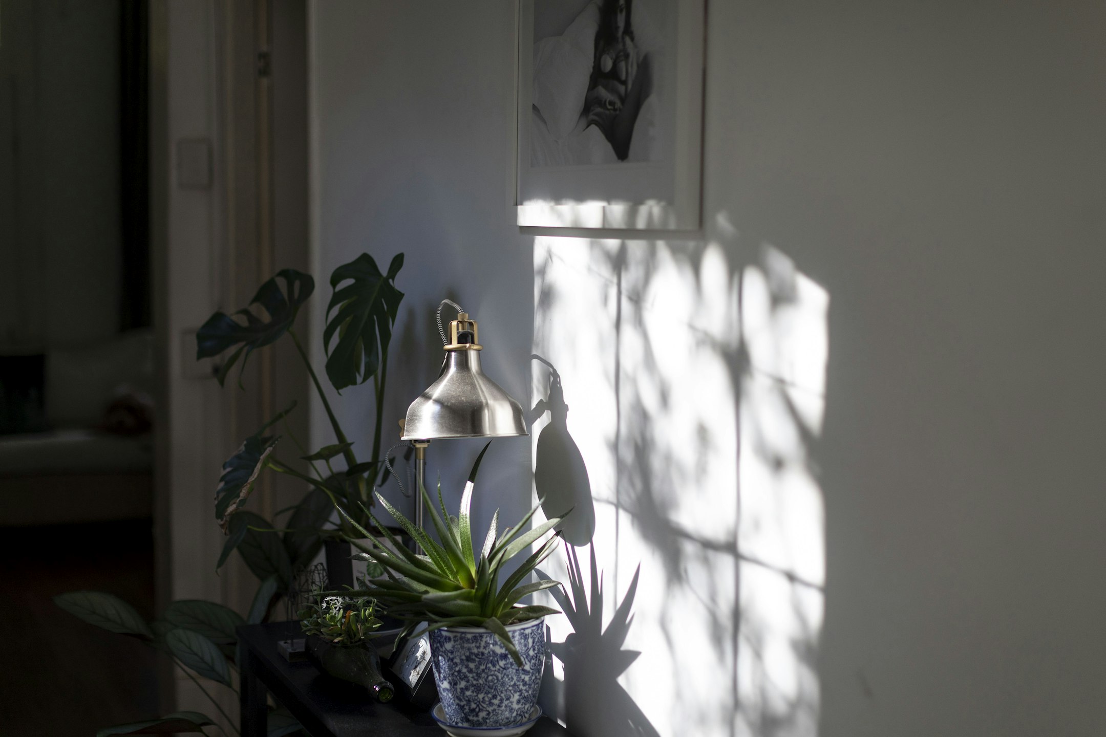 plant