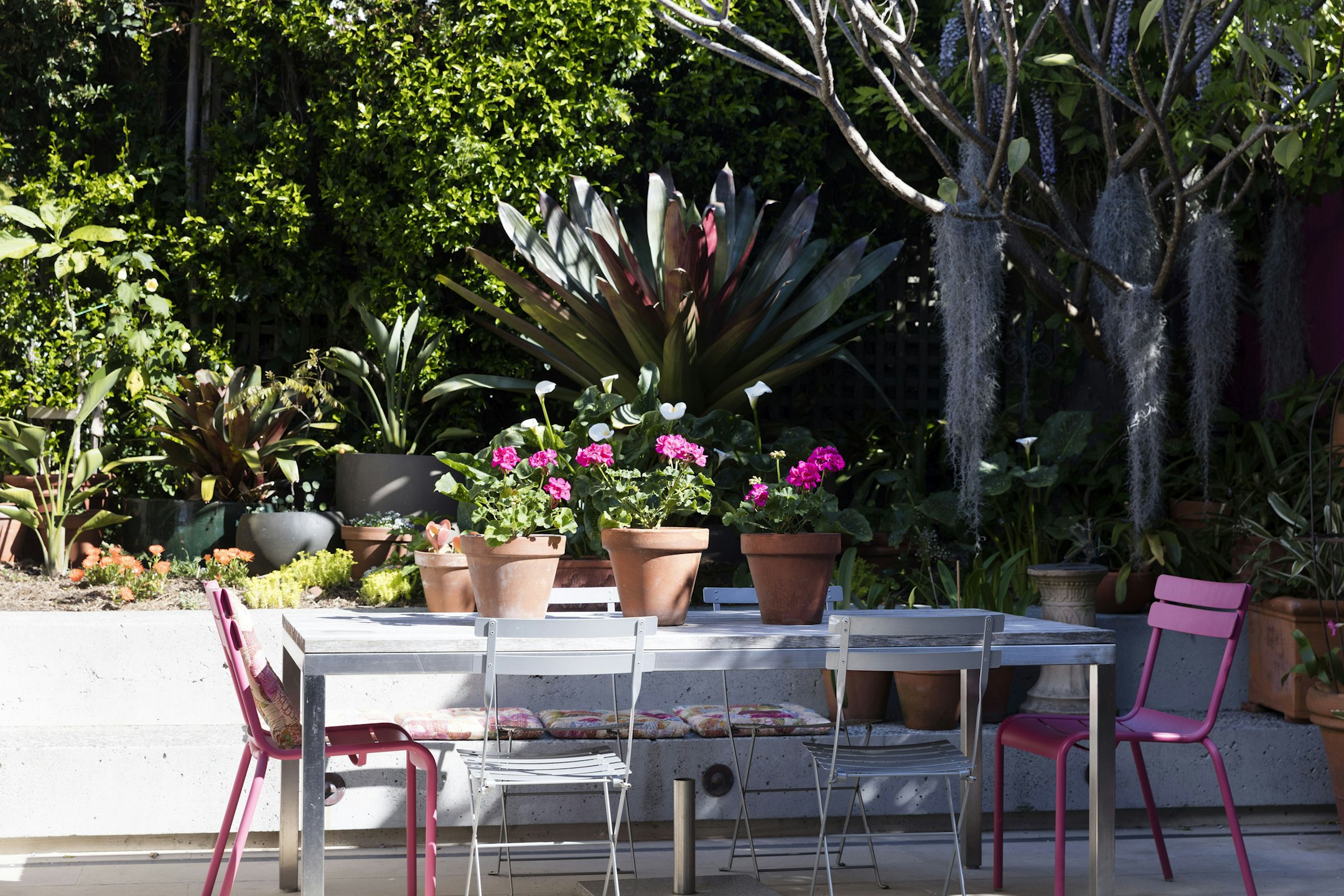 potted plant