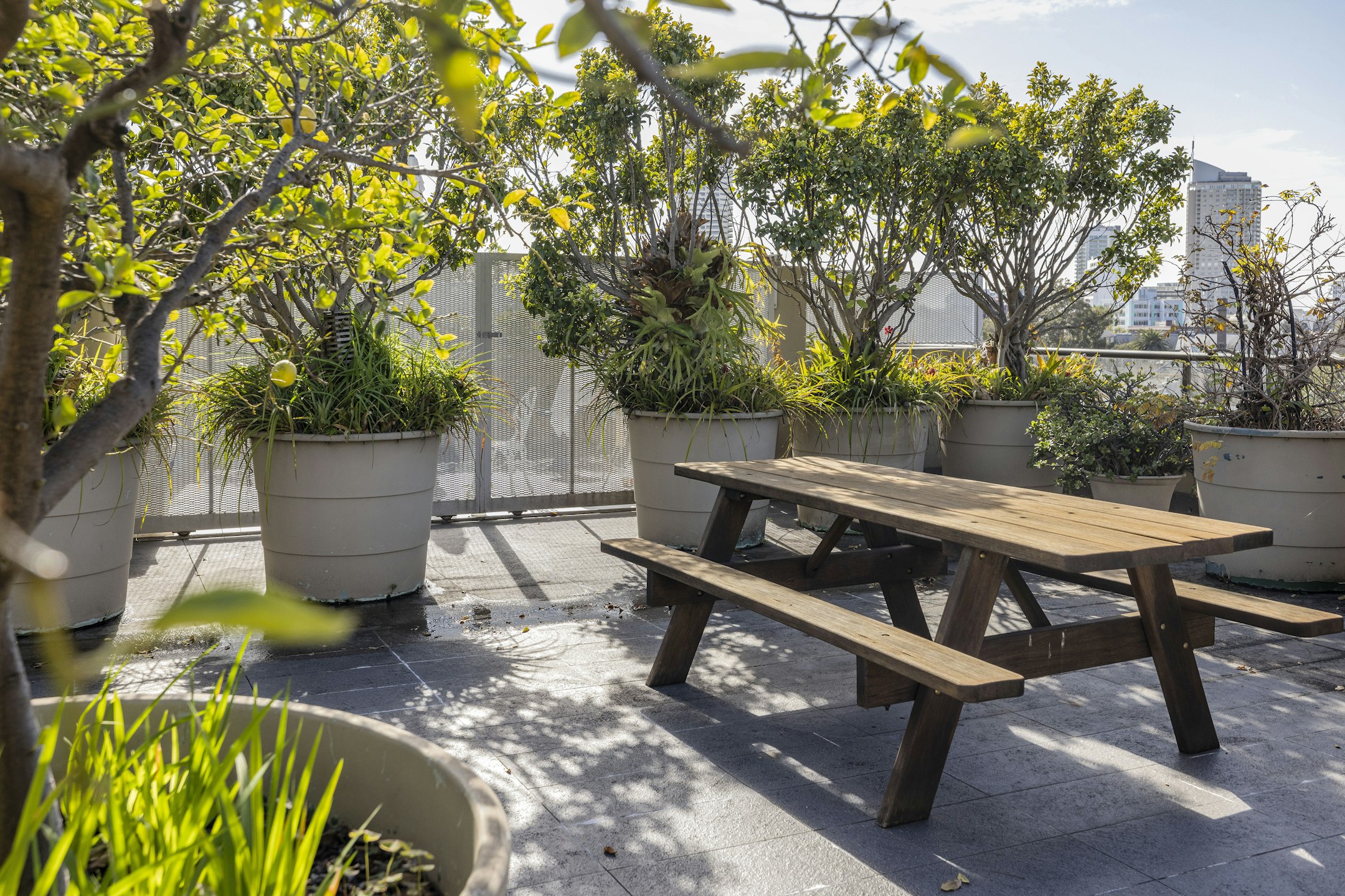 garden