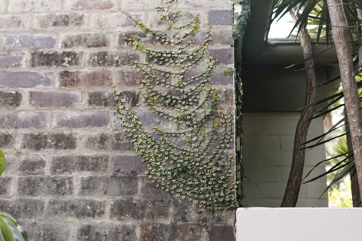 plant