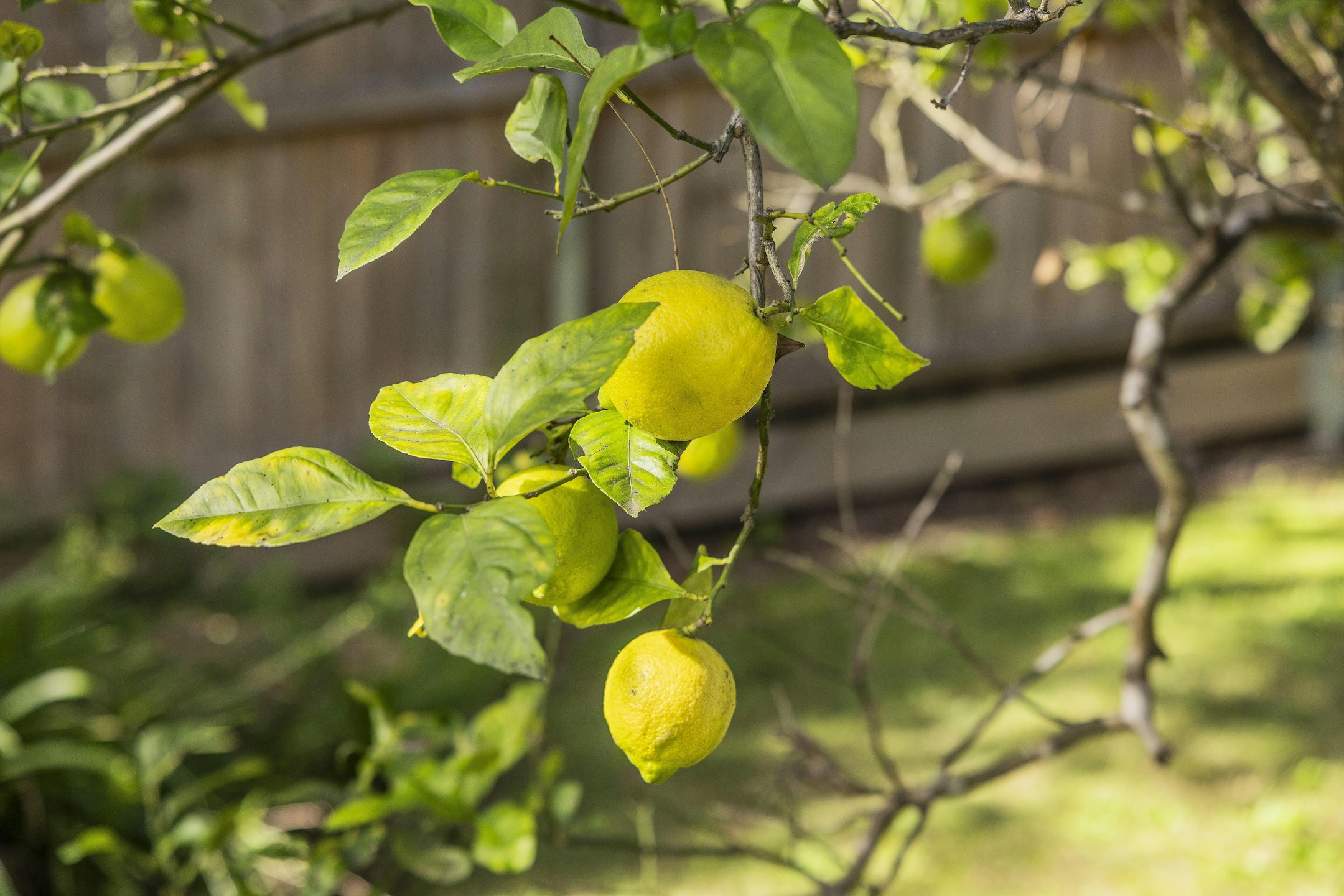 citrus fruit