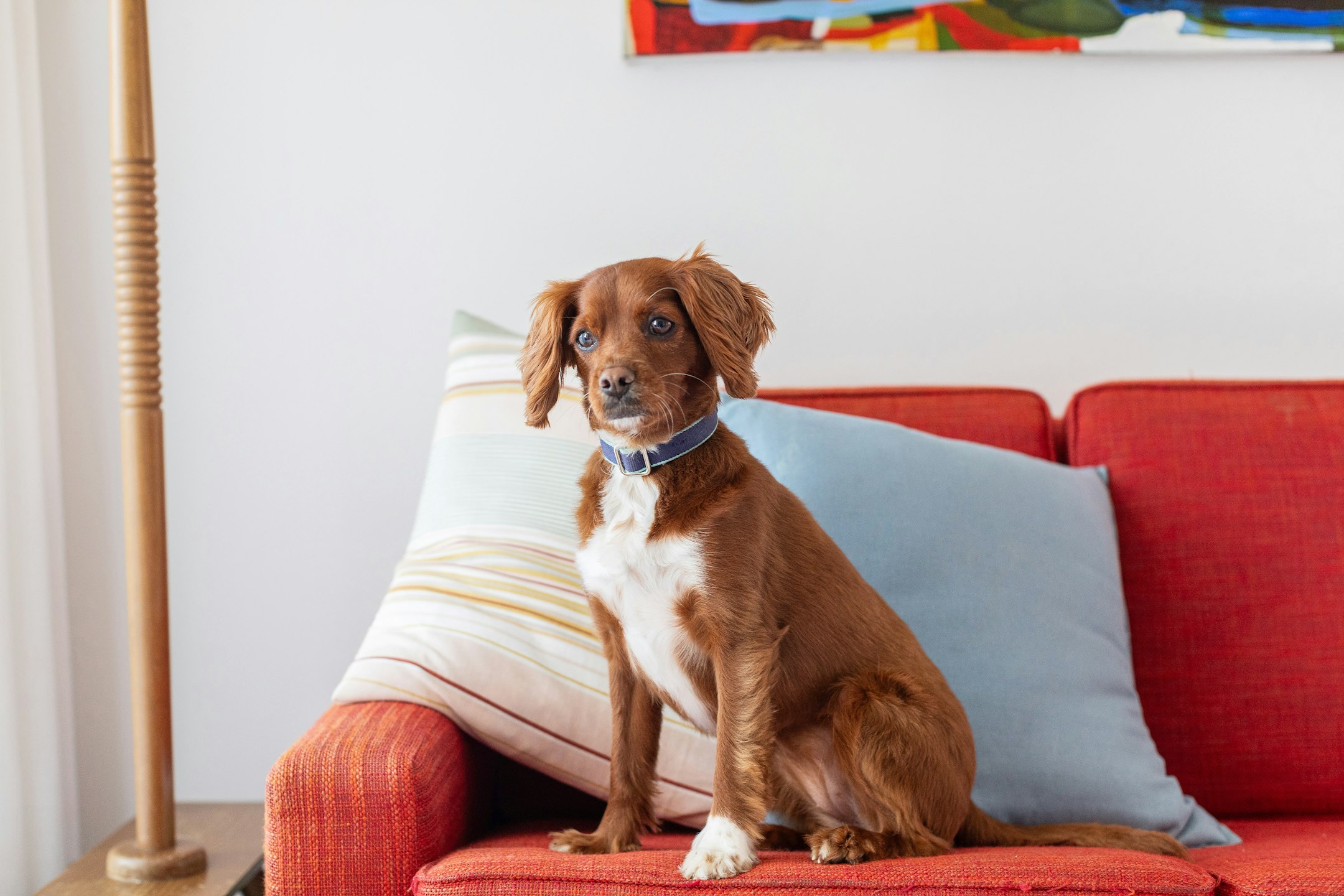 cushion