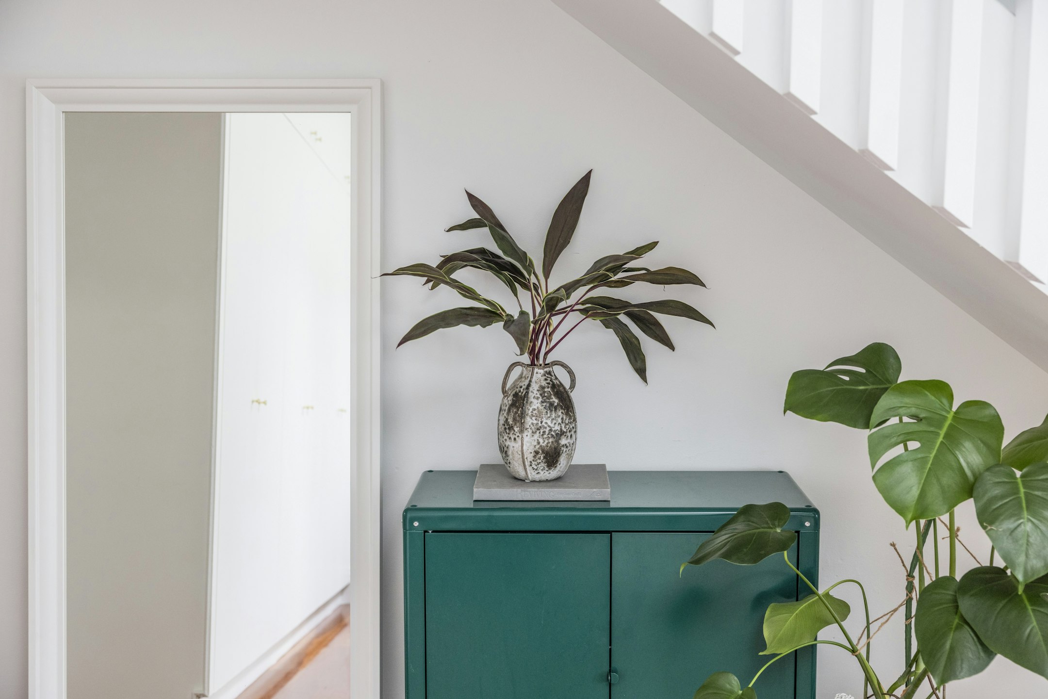 plant