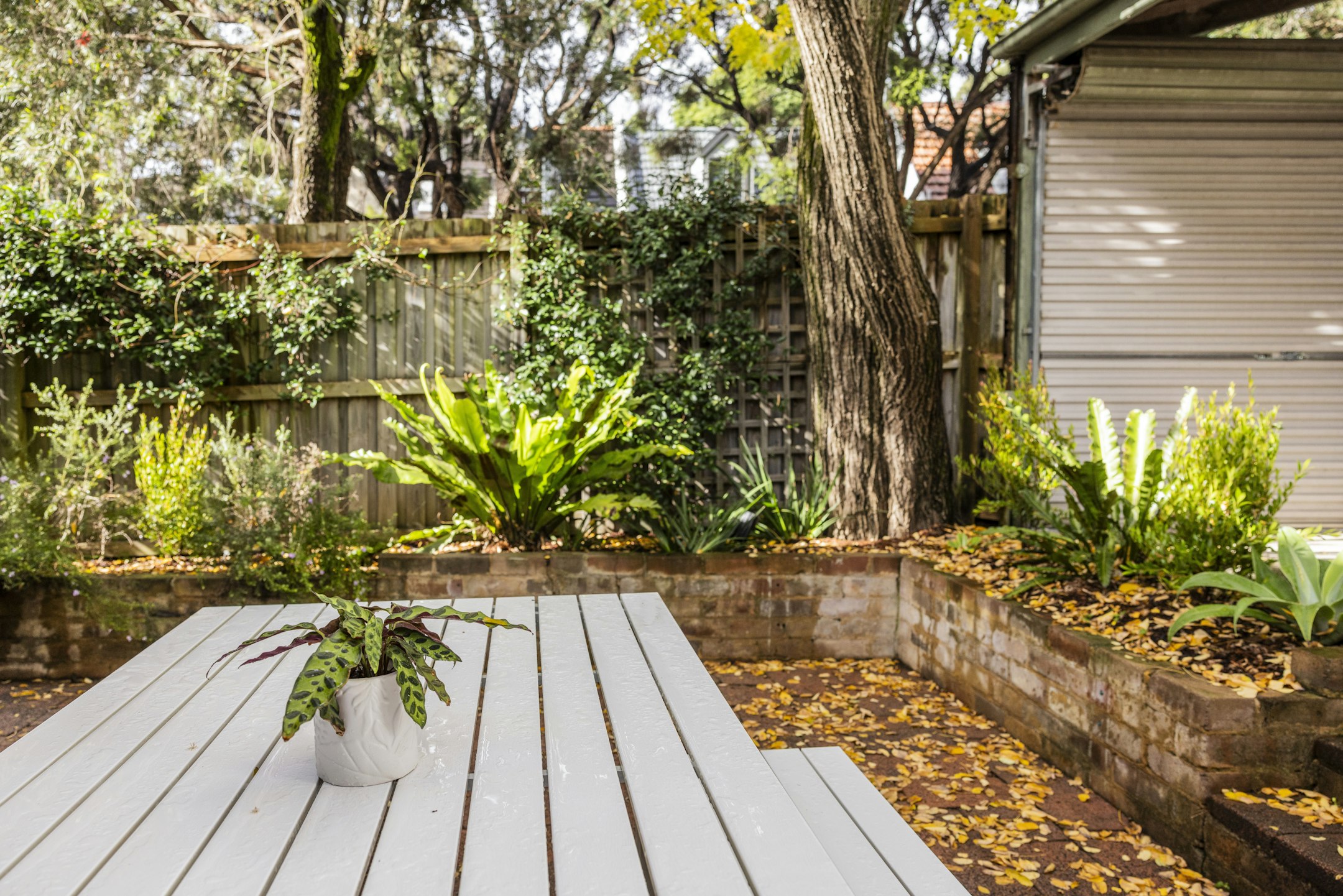 backyard
