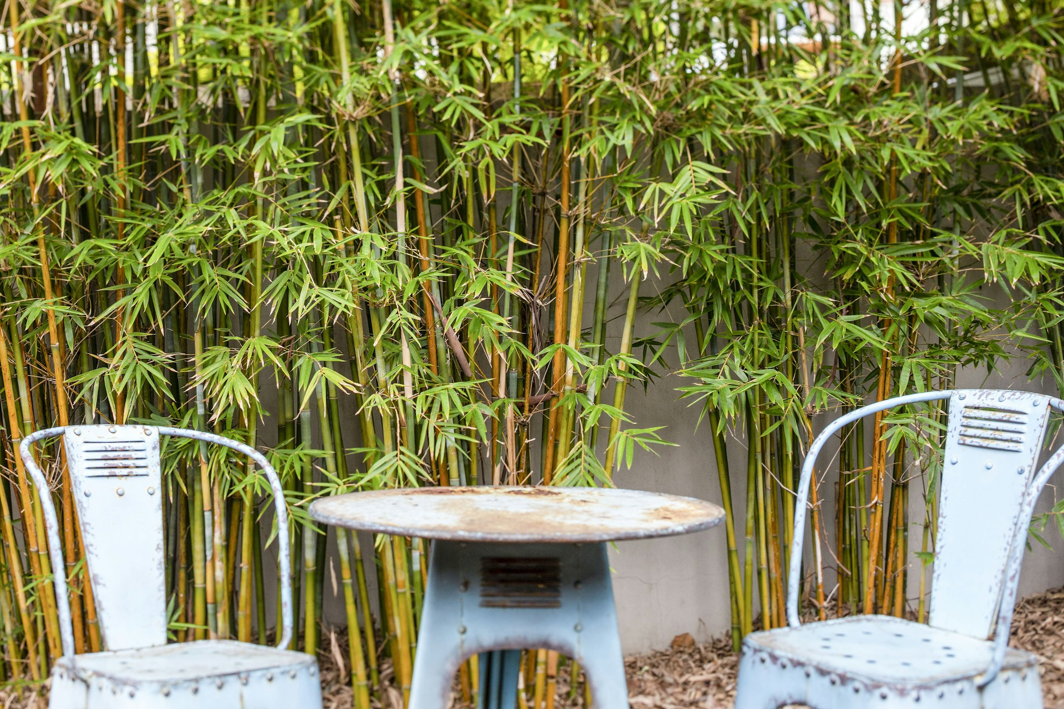 bamboo