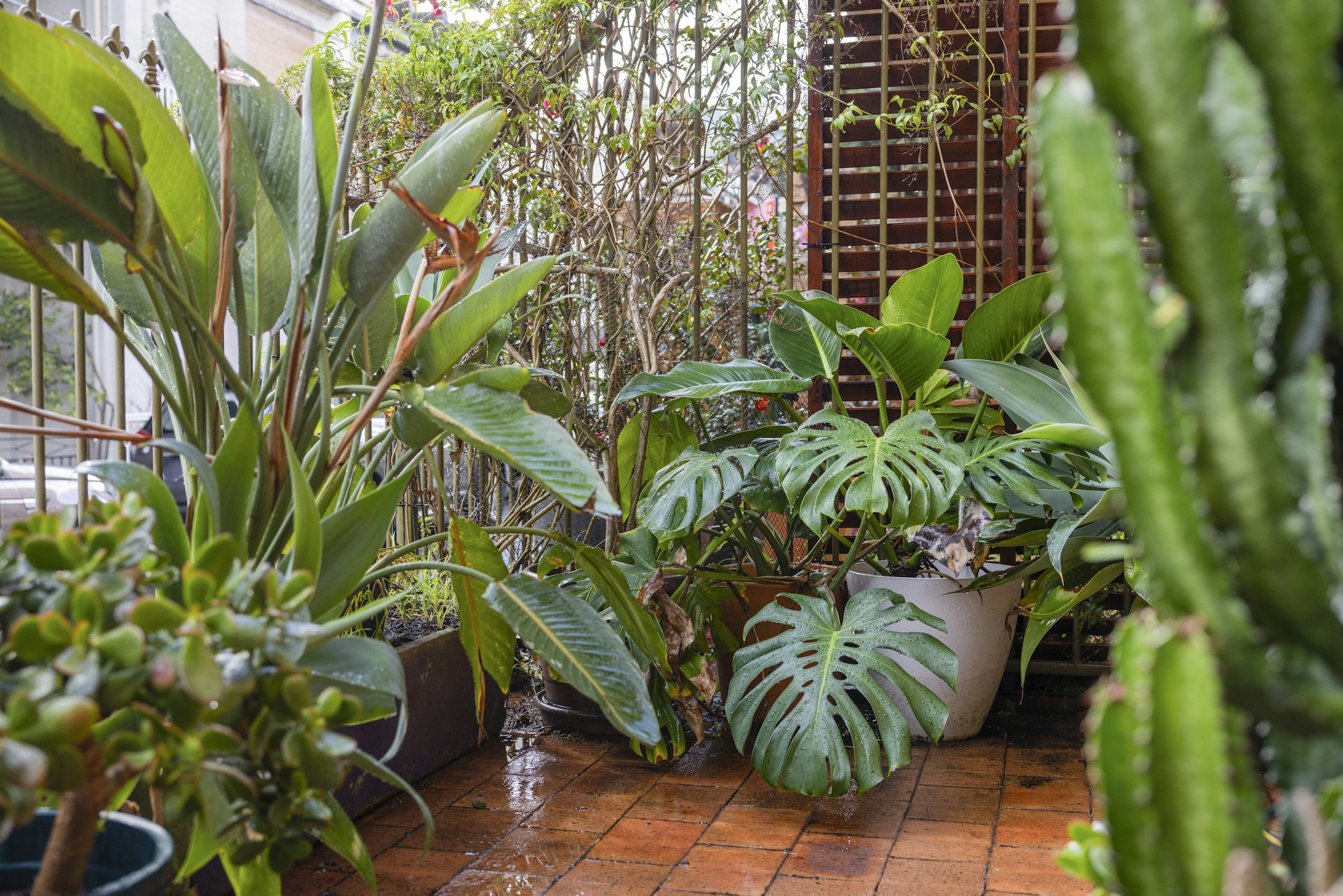 garden