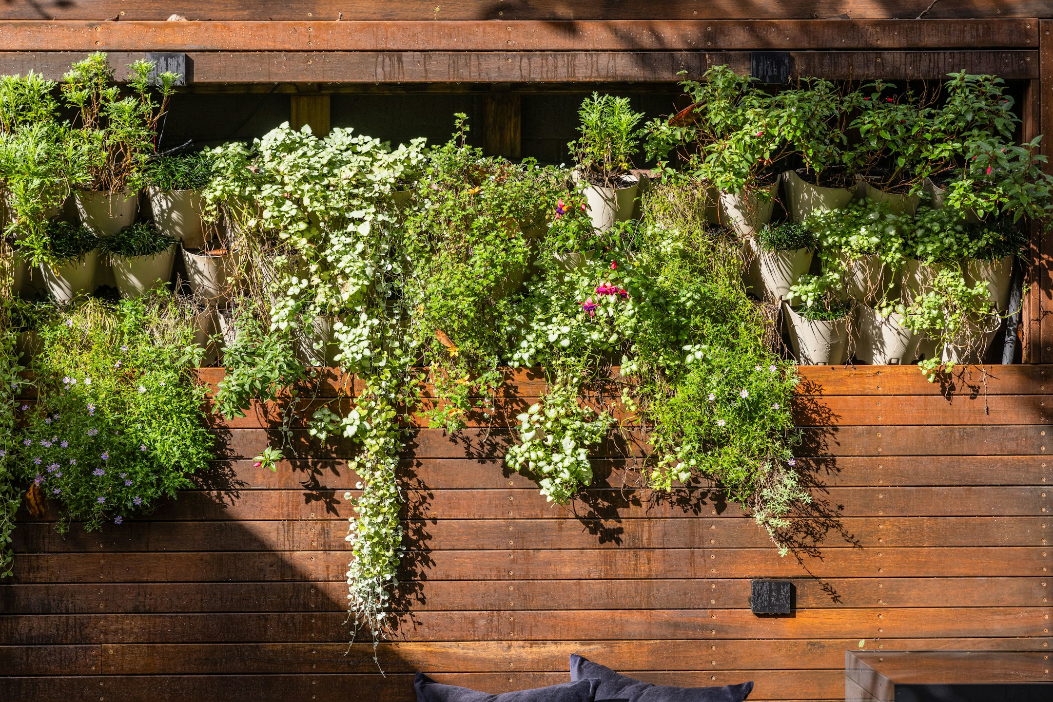 potted plant