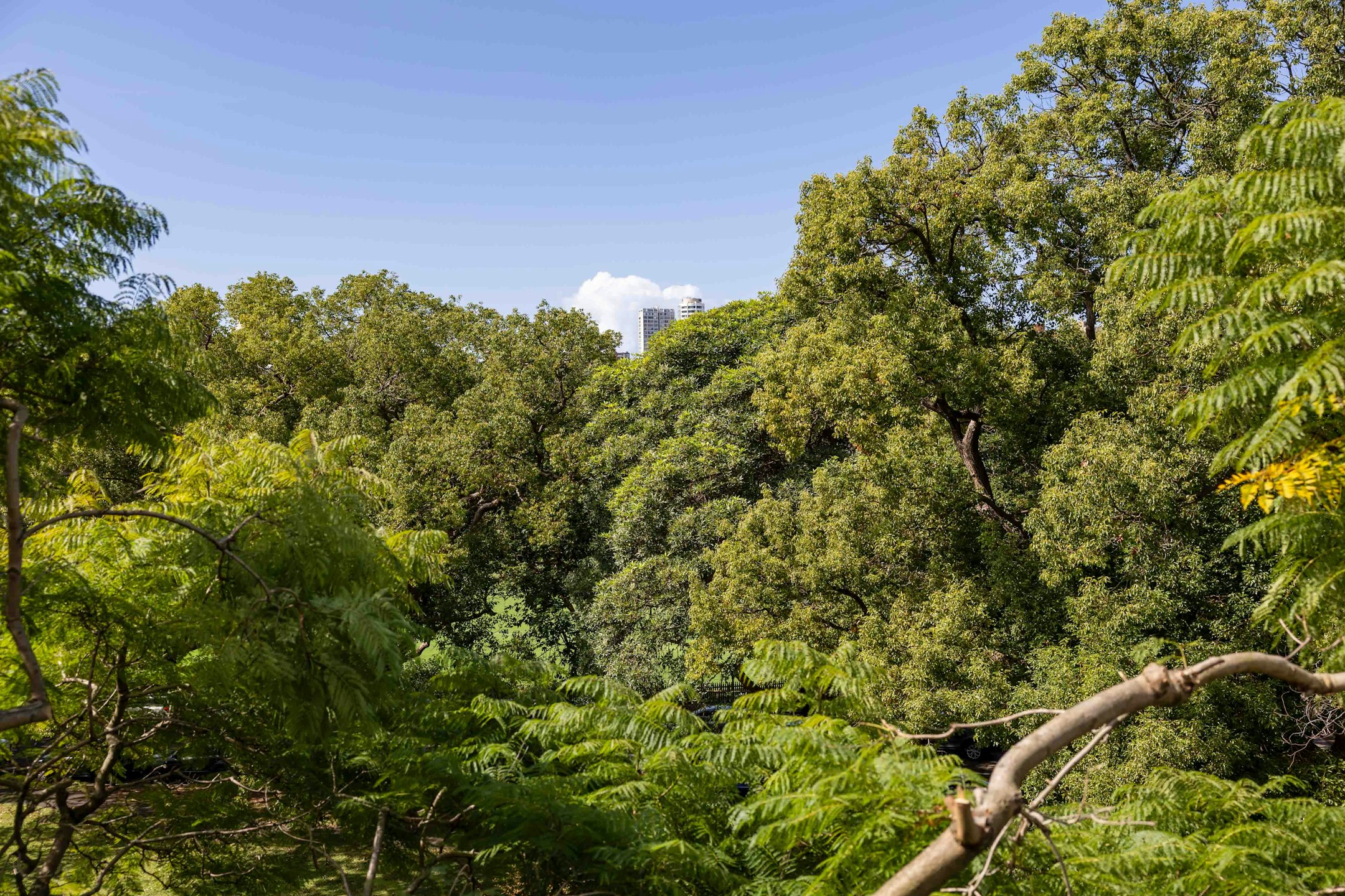 vegetation