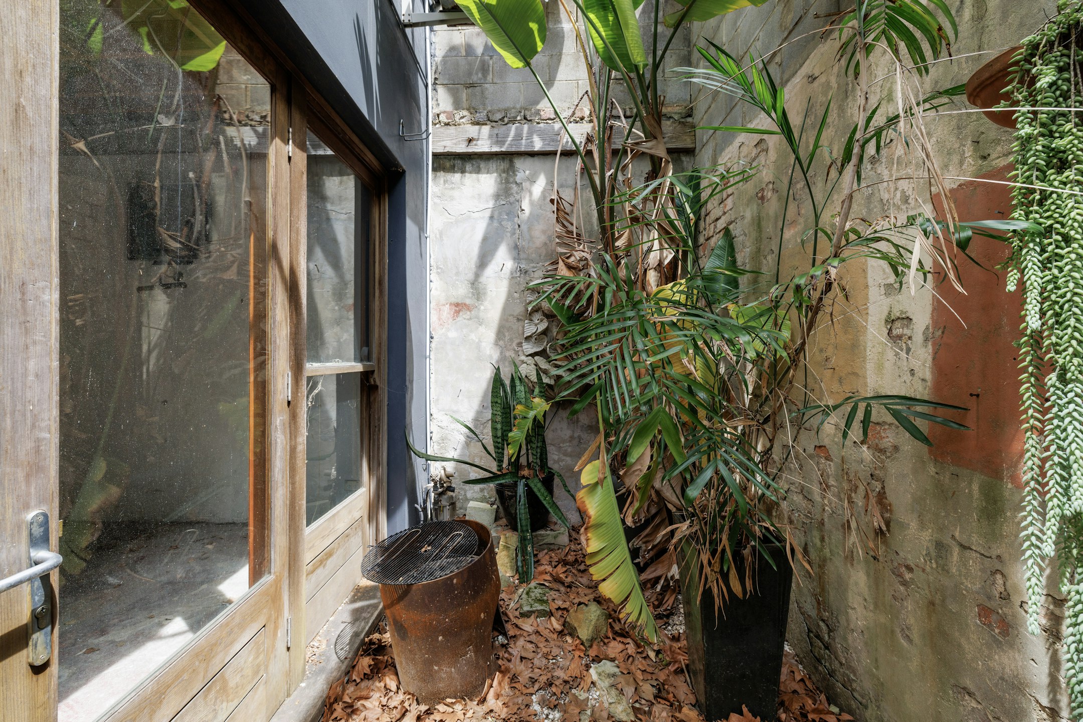 plant