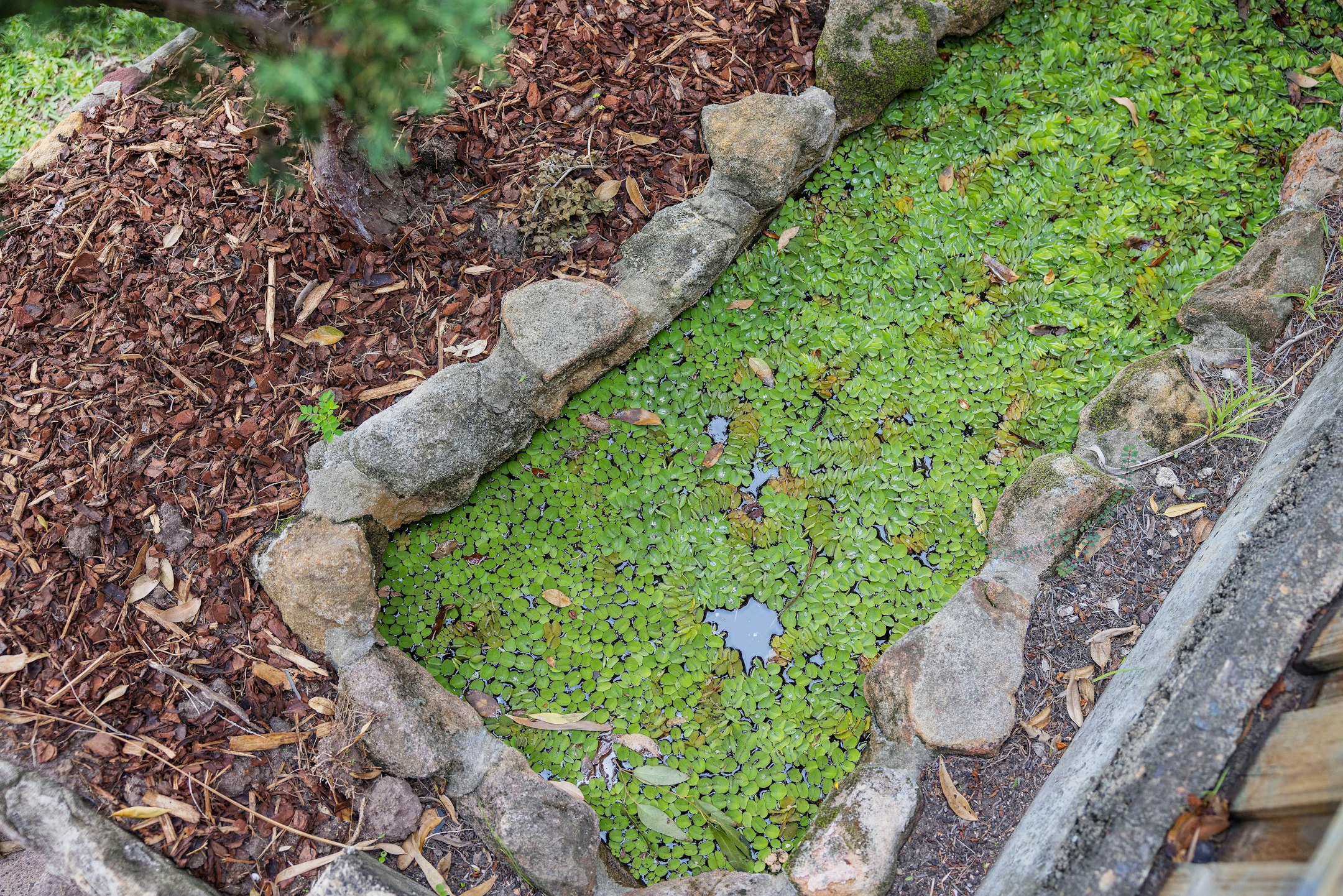 moss