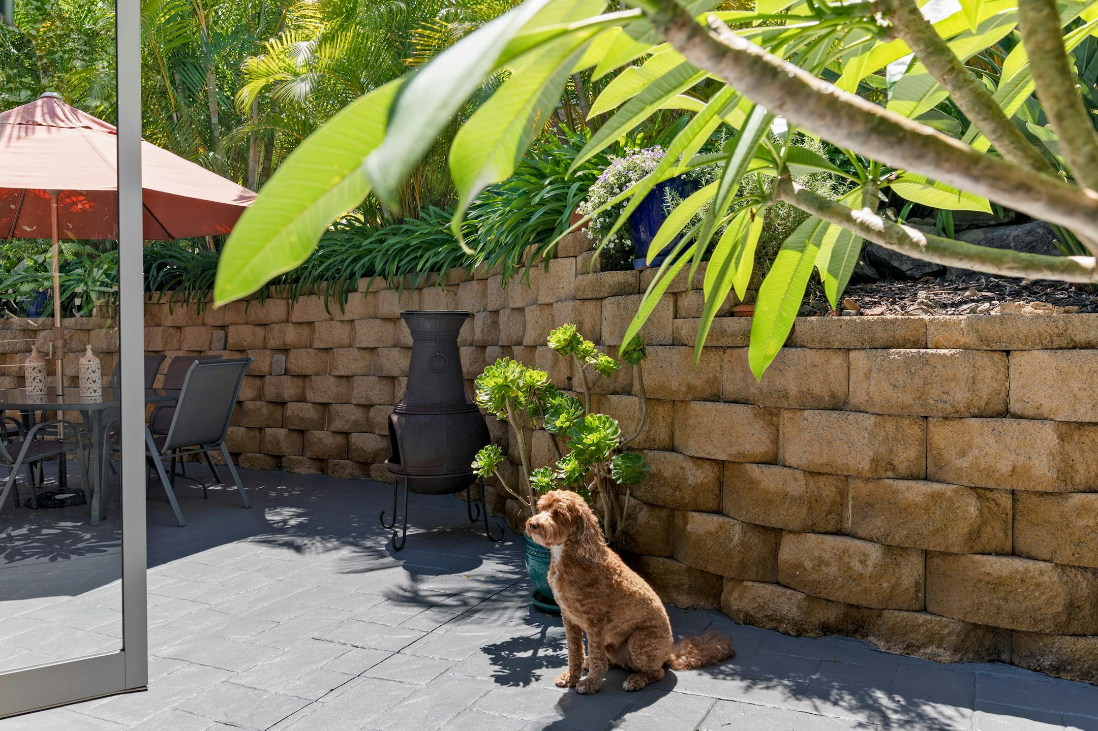 potted plant