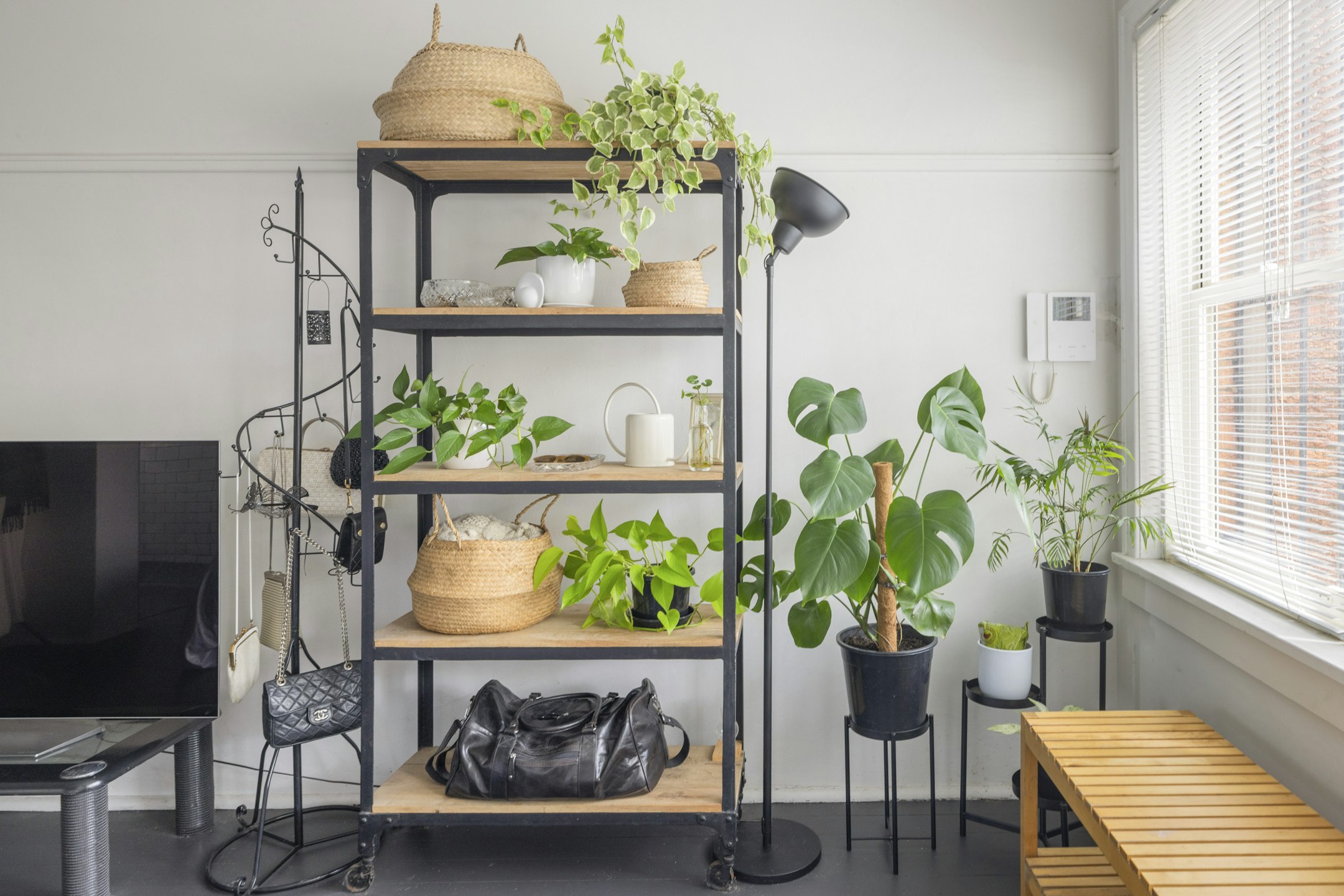 plant