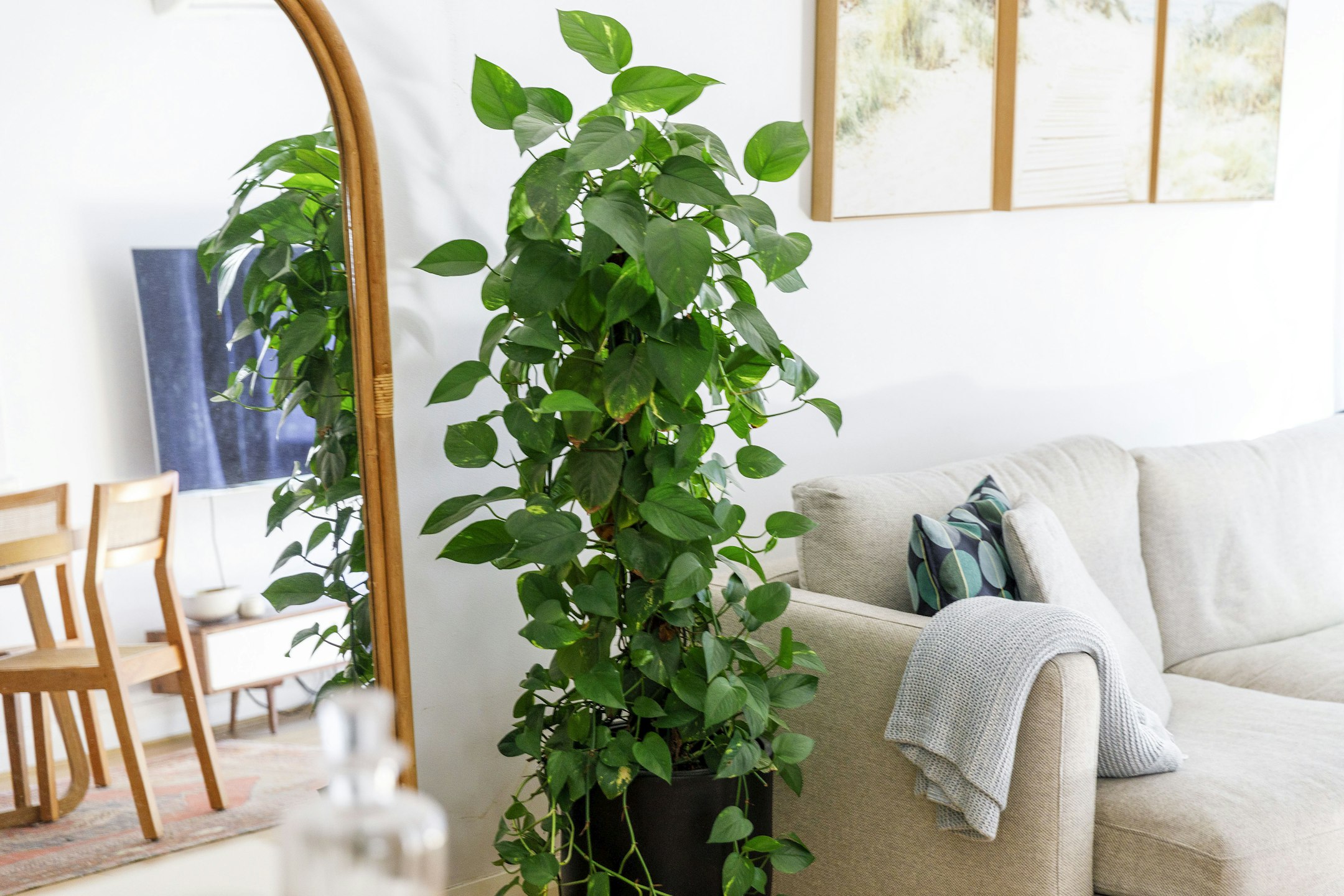 plant