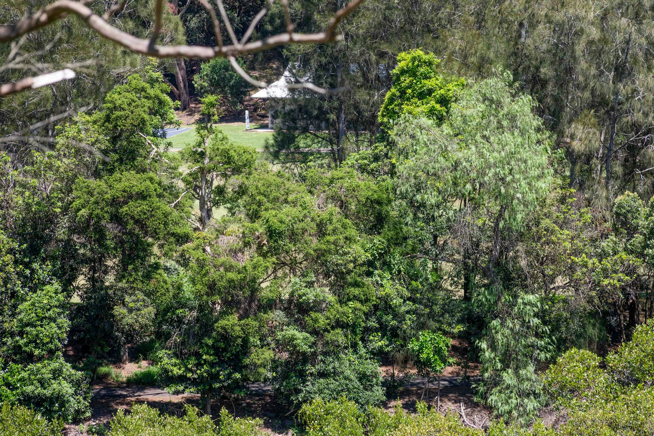 vegetation