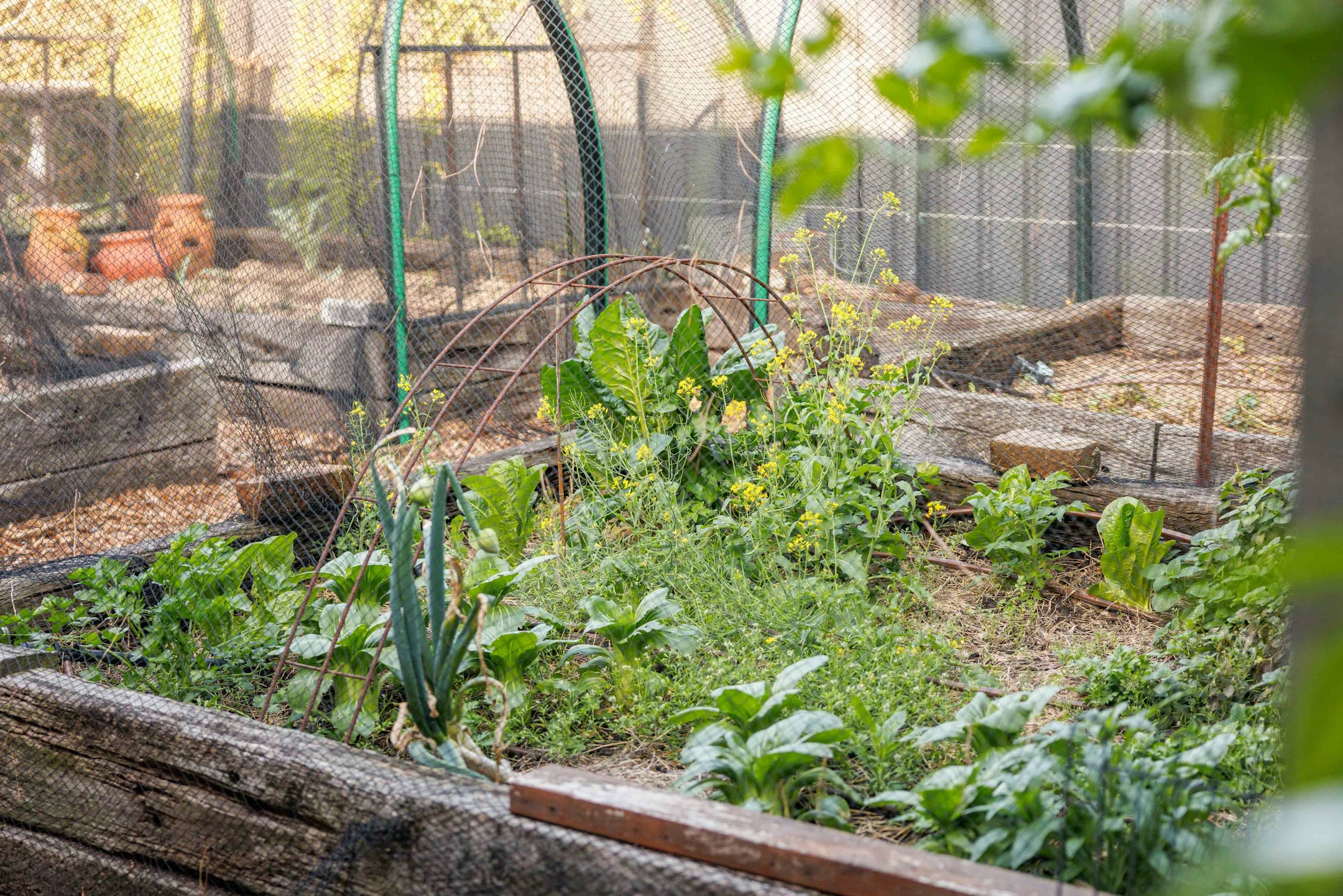 garden