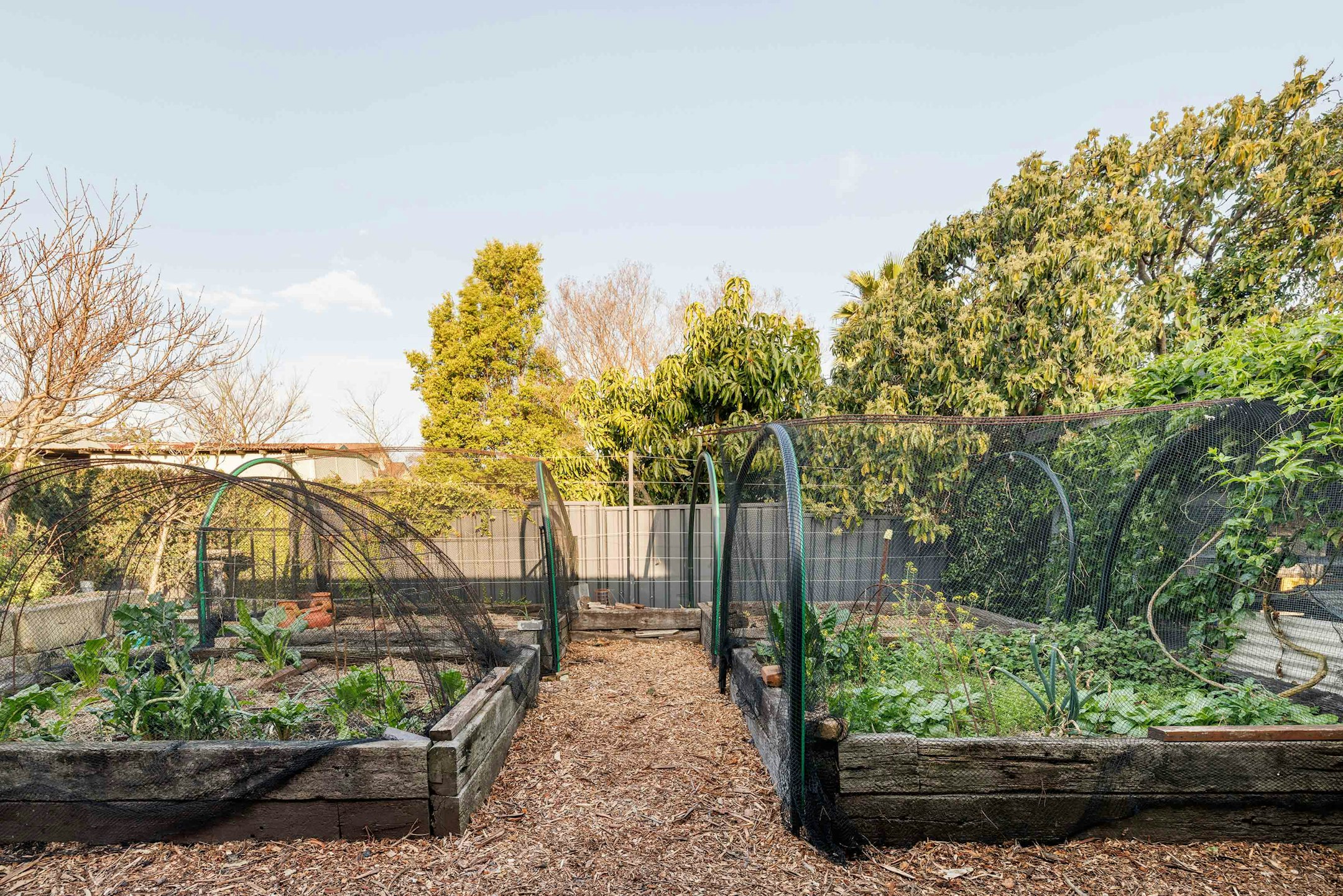 garden