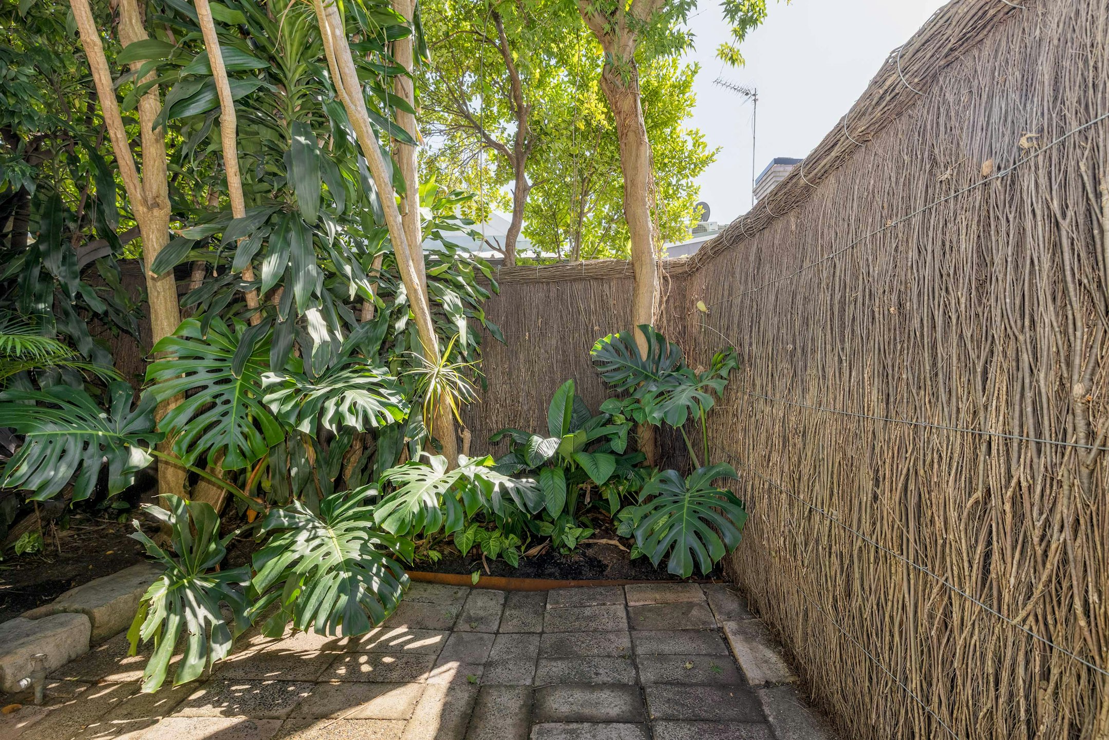 vegetation