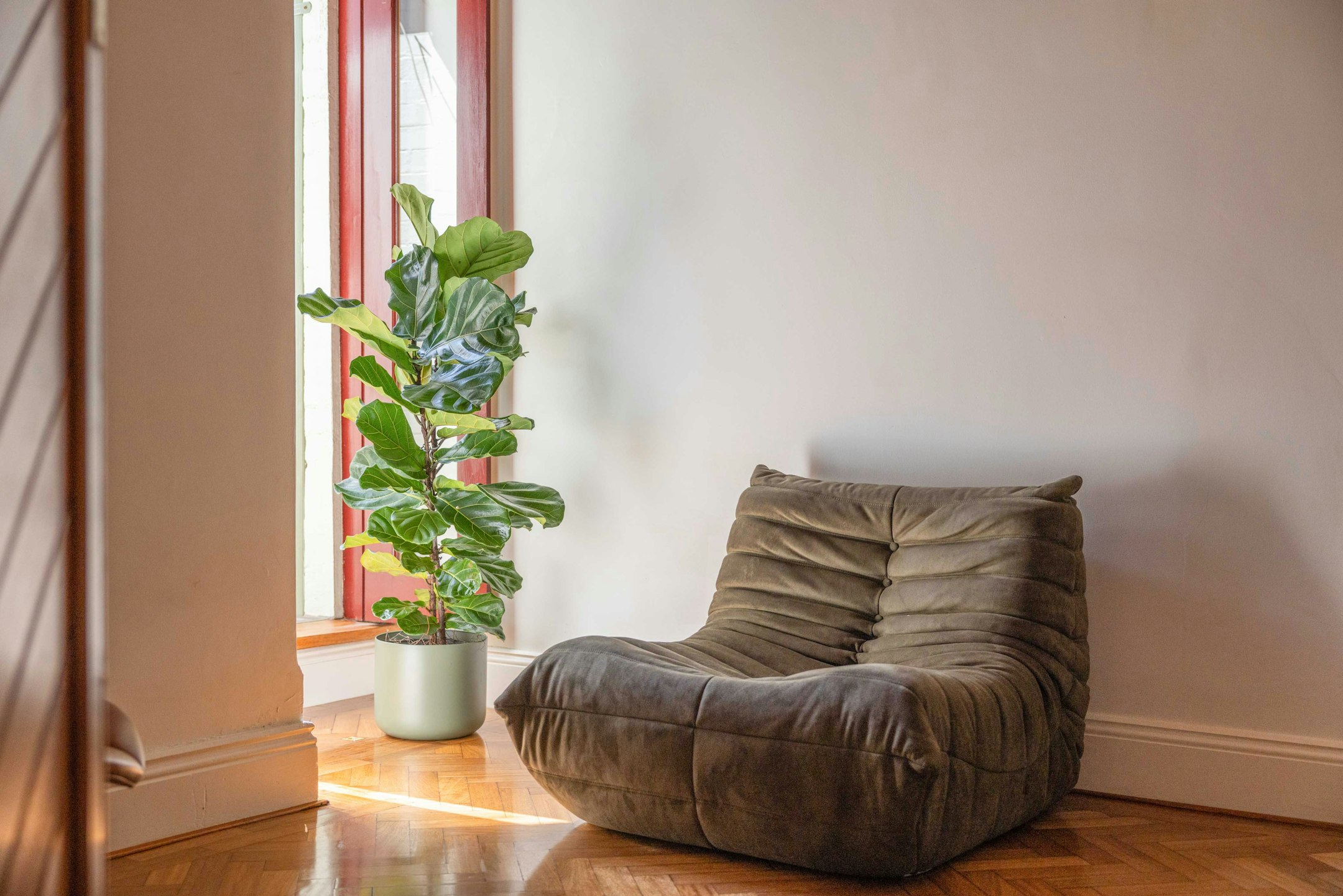 plant