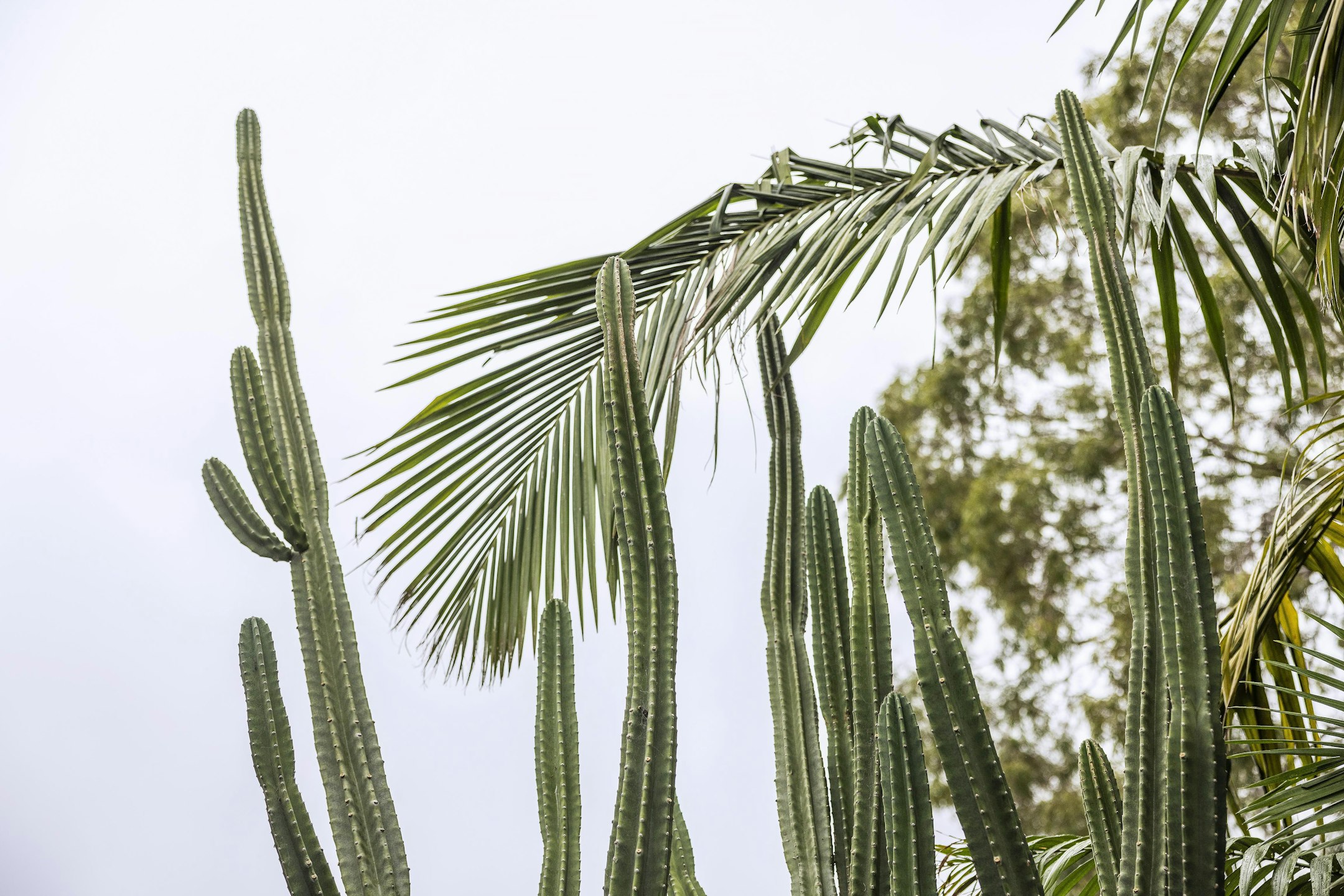 plant