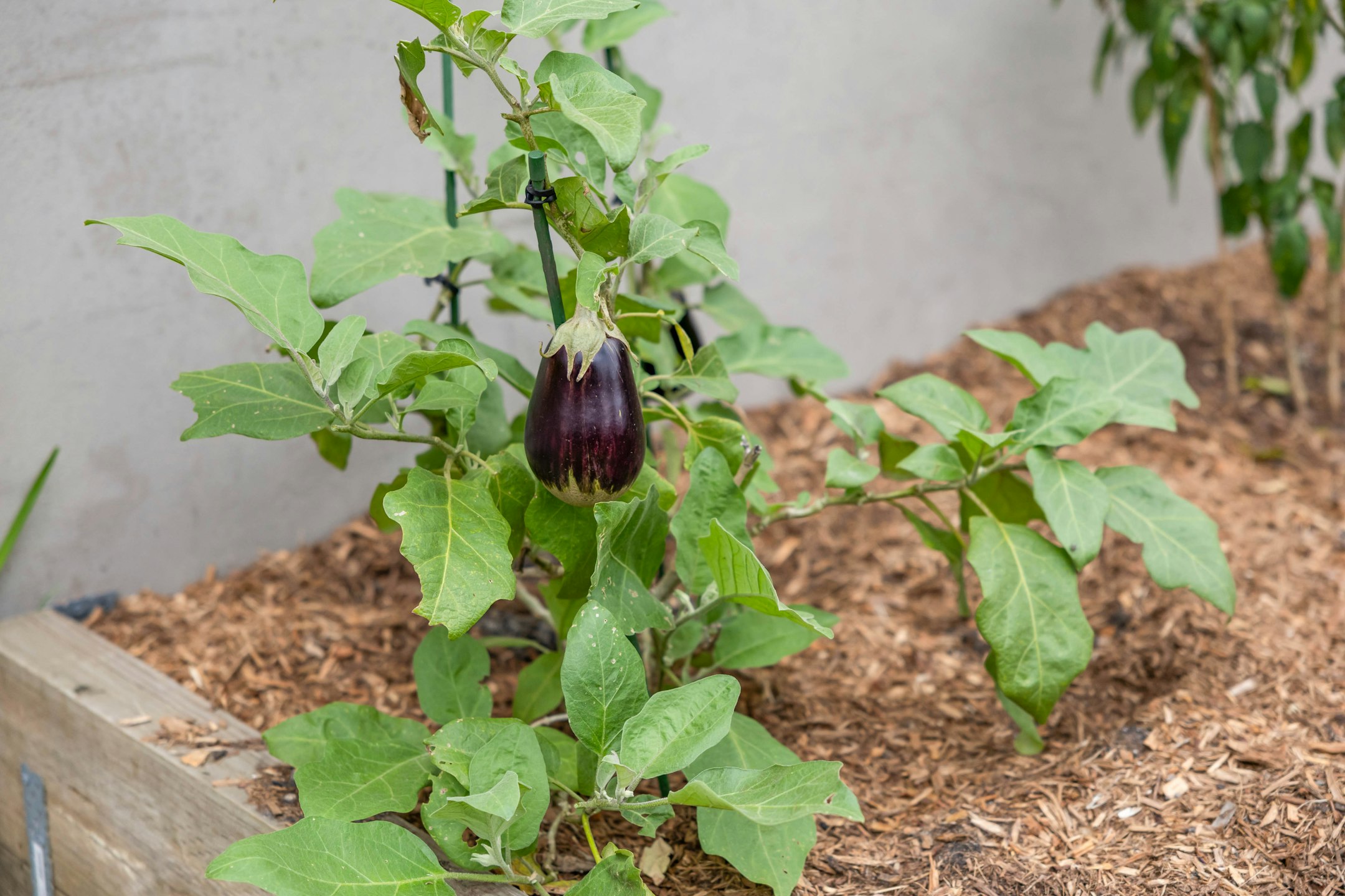 plant