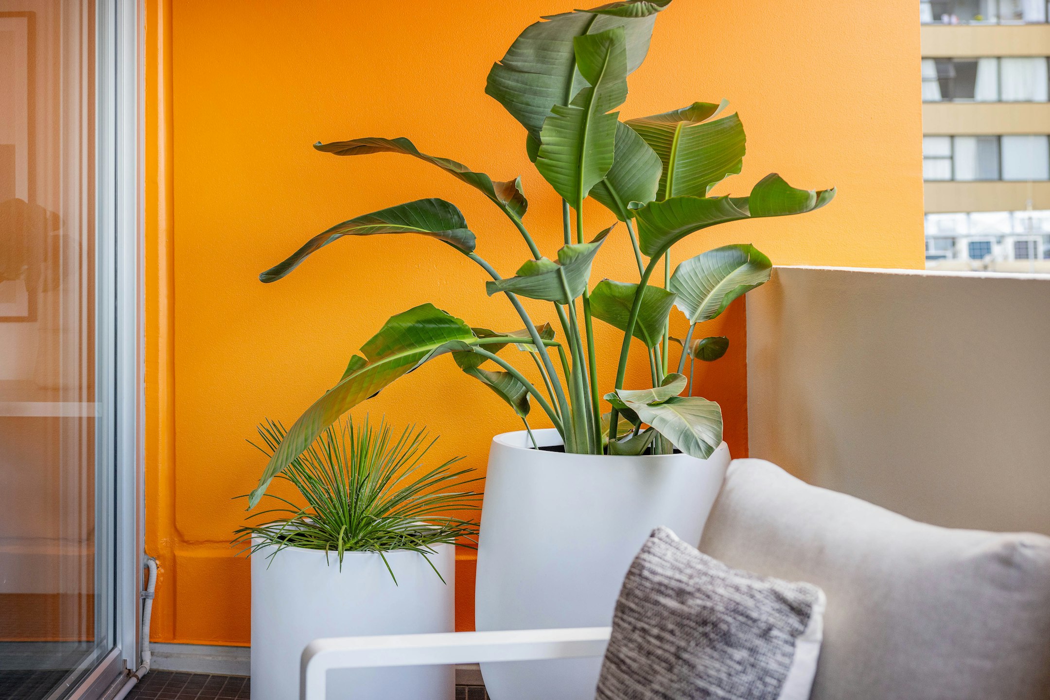 plant