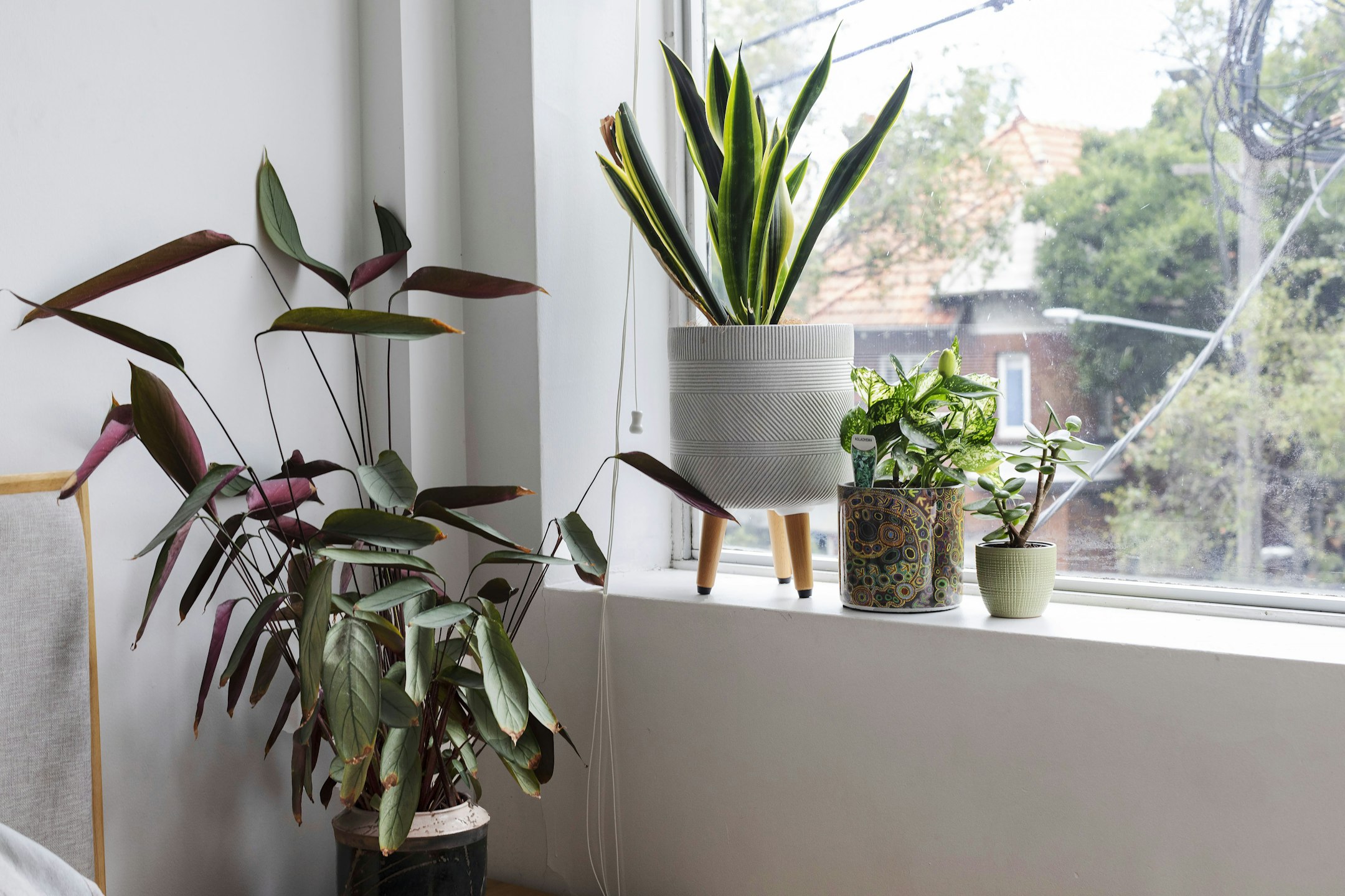 plant