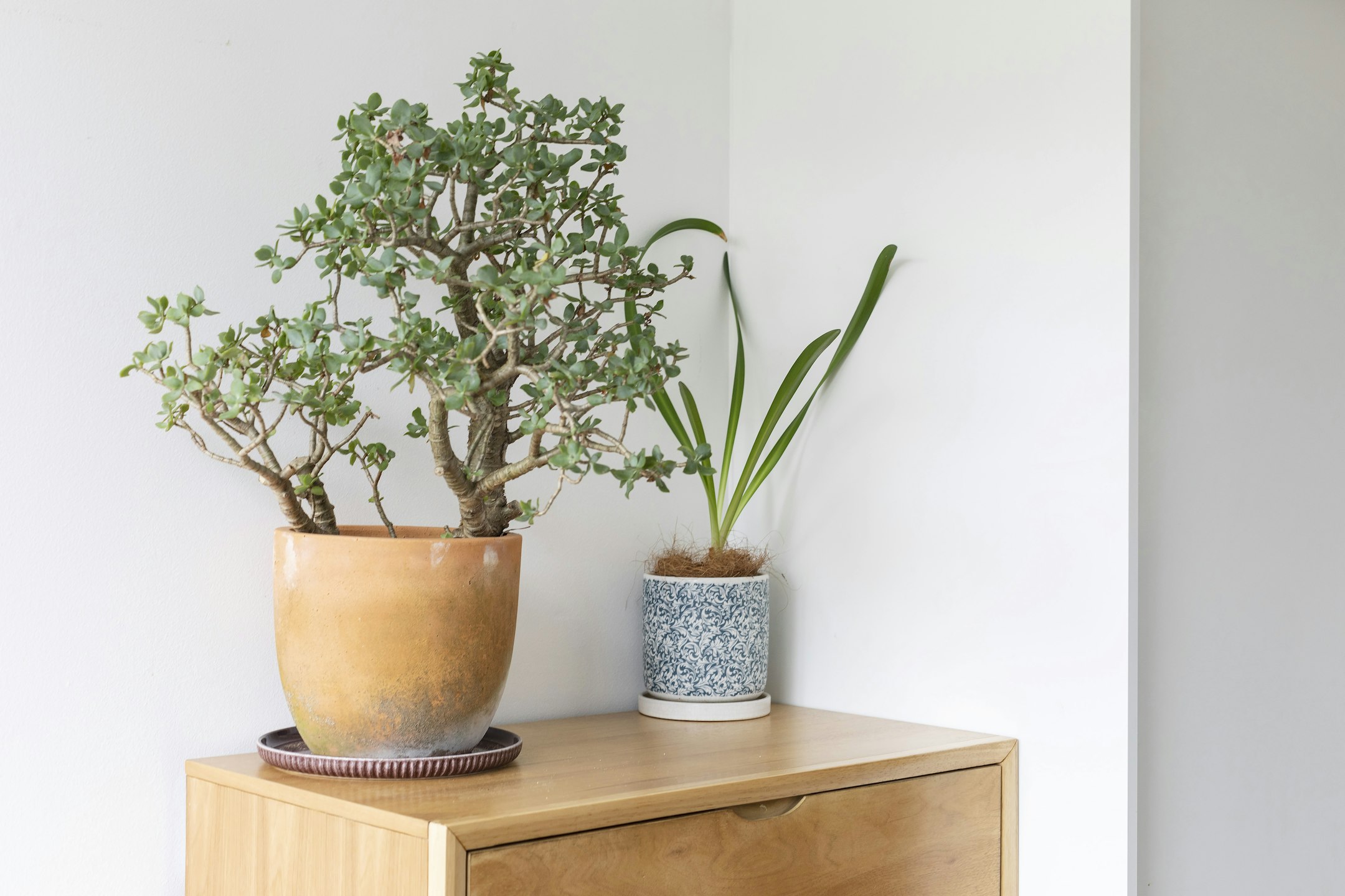plant