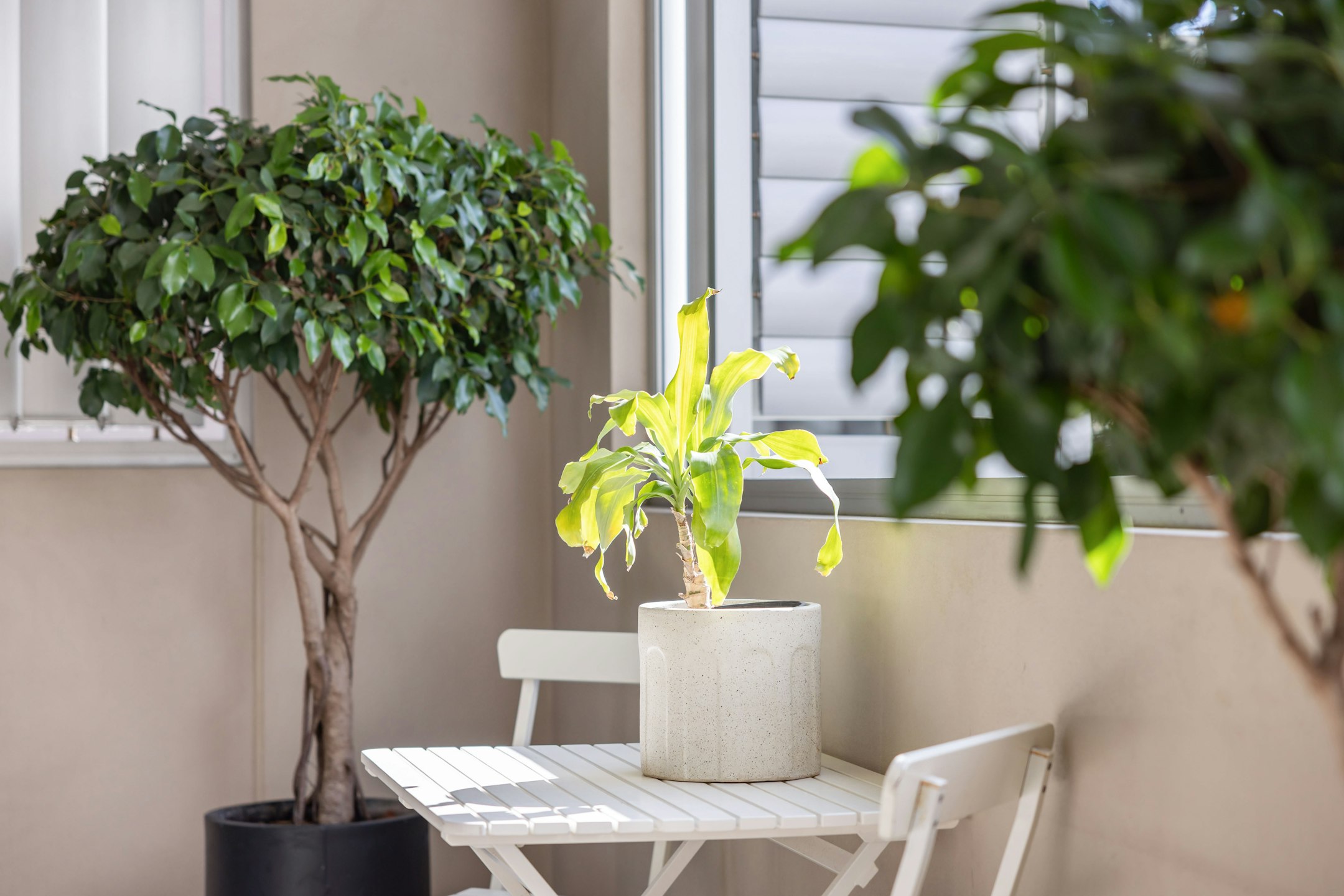plant