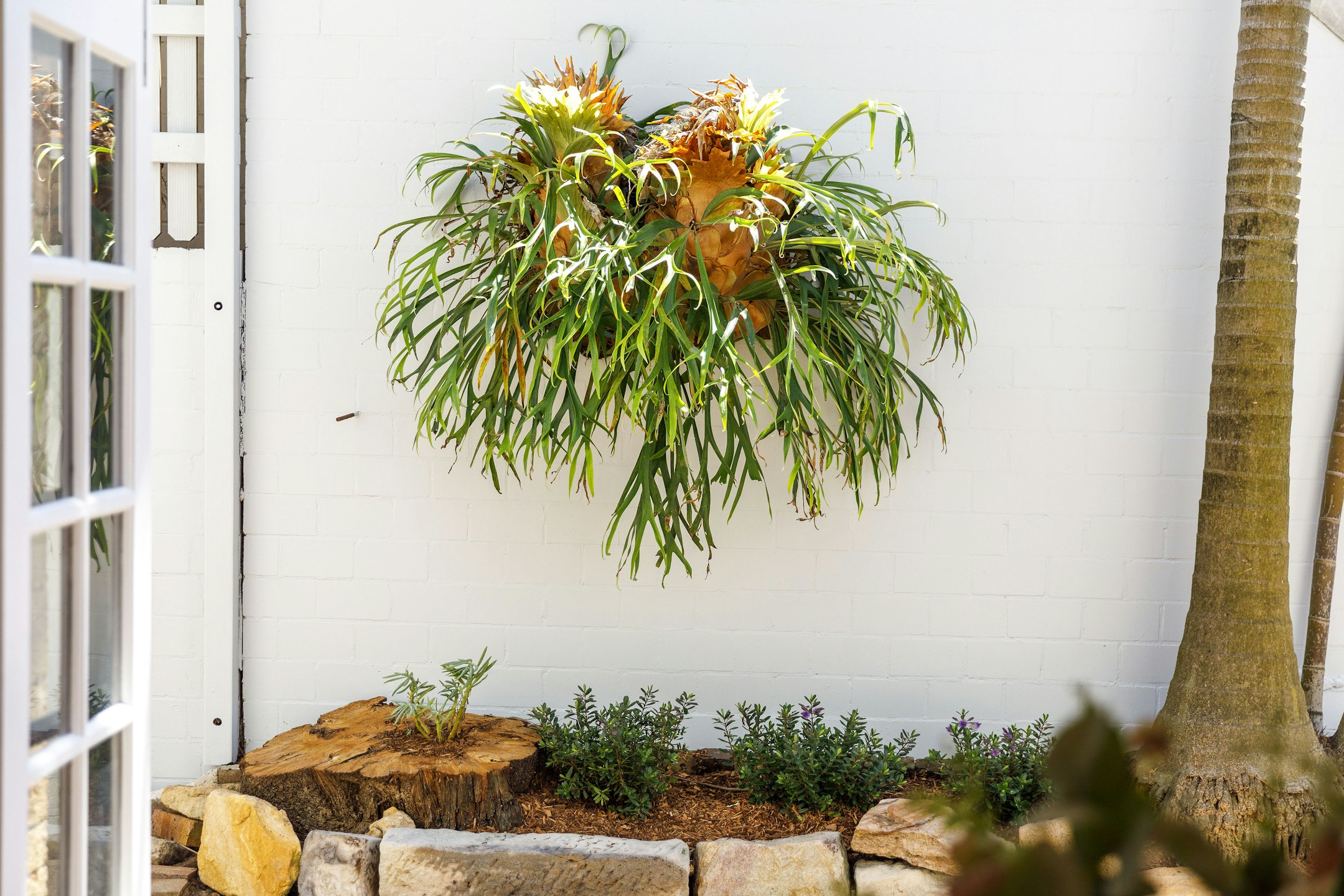 plant