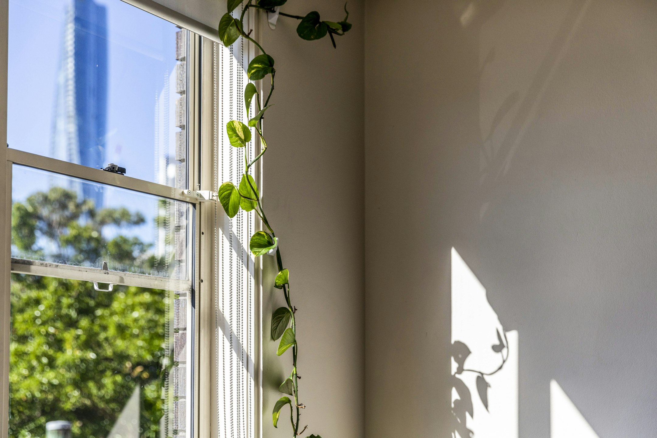 plant