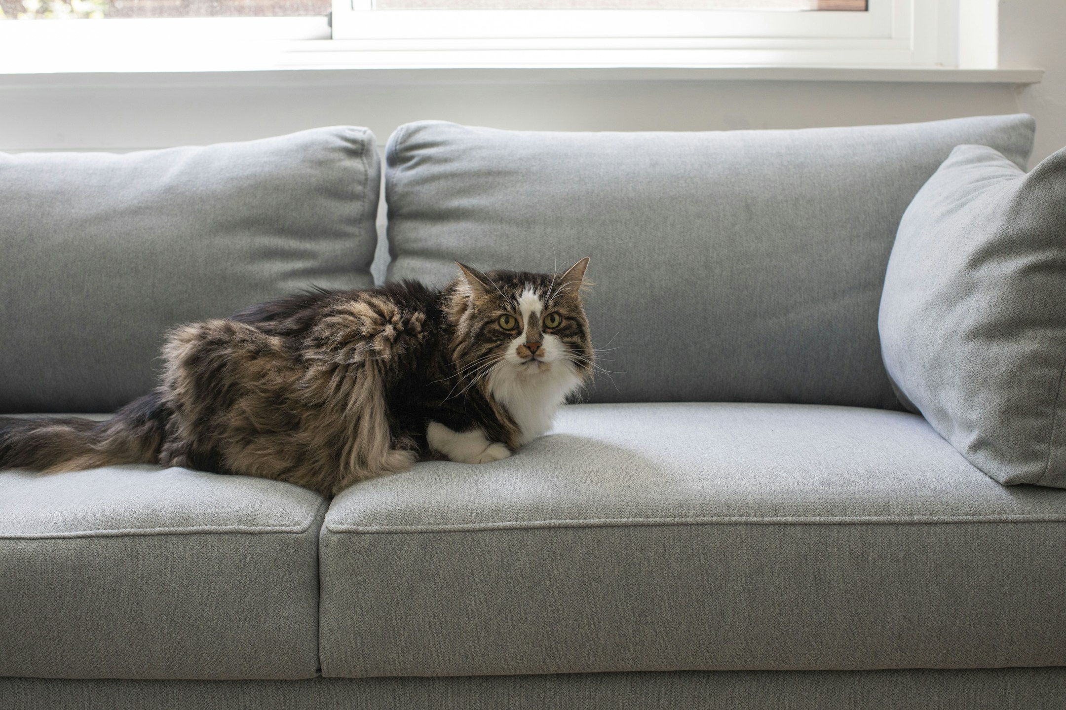 couch