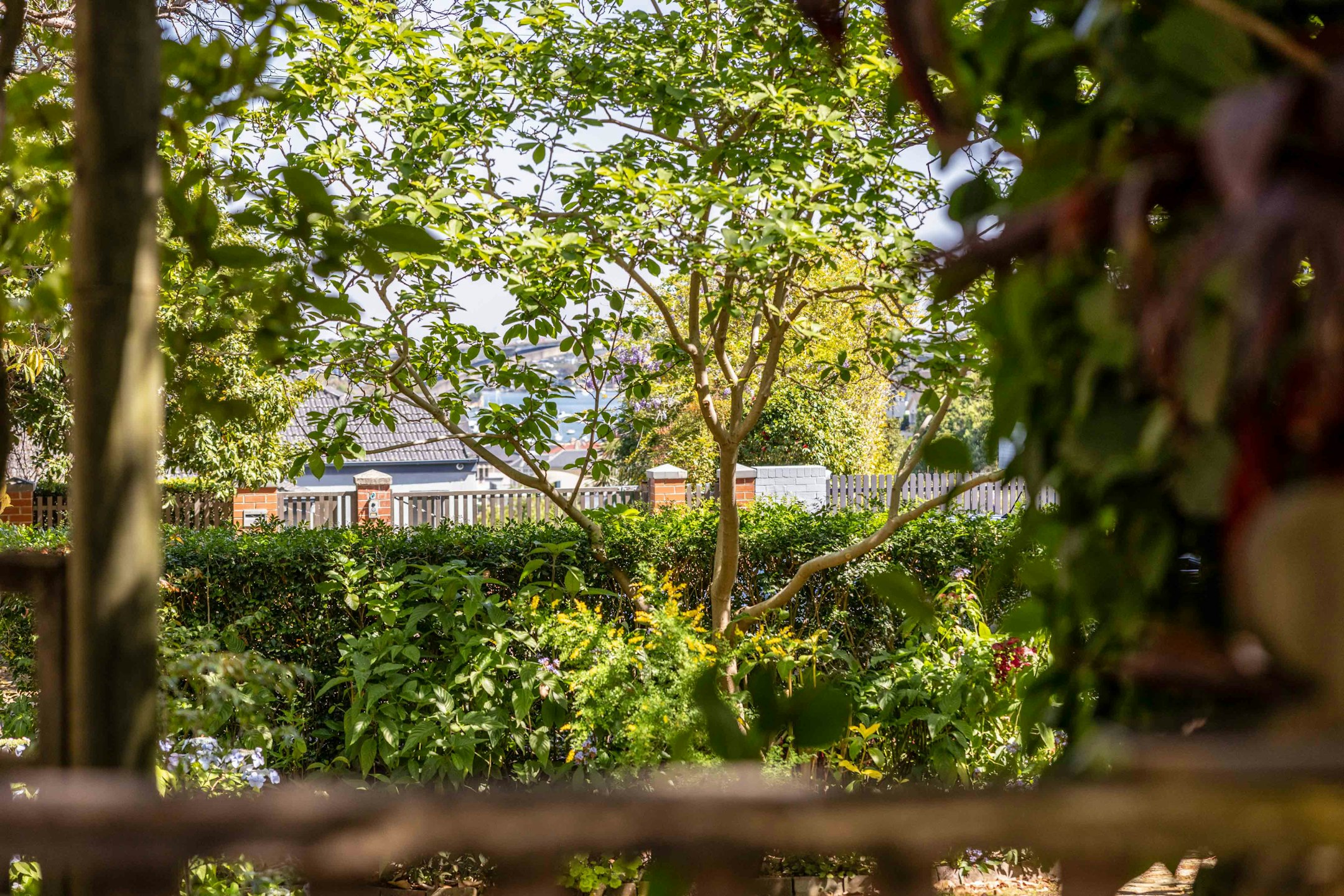 garden