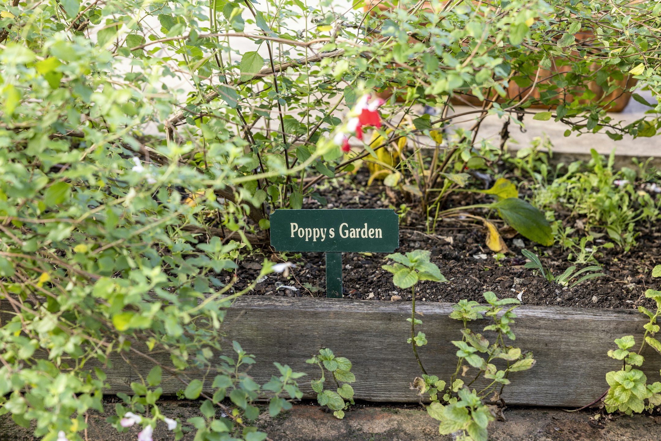 herbs