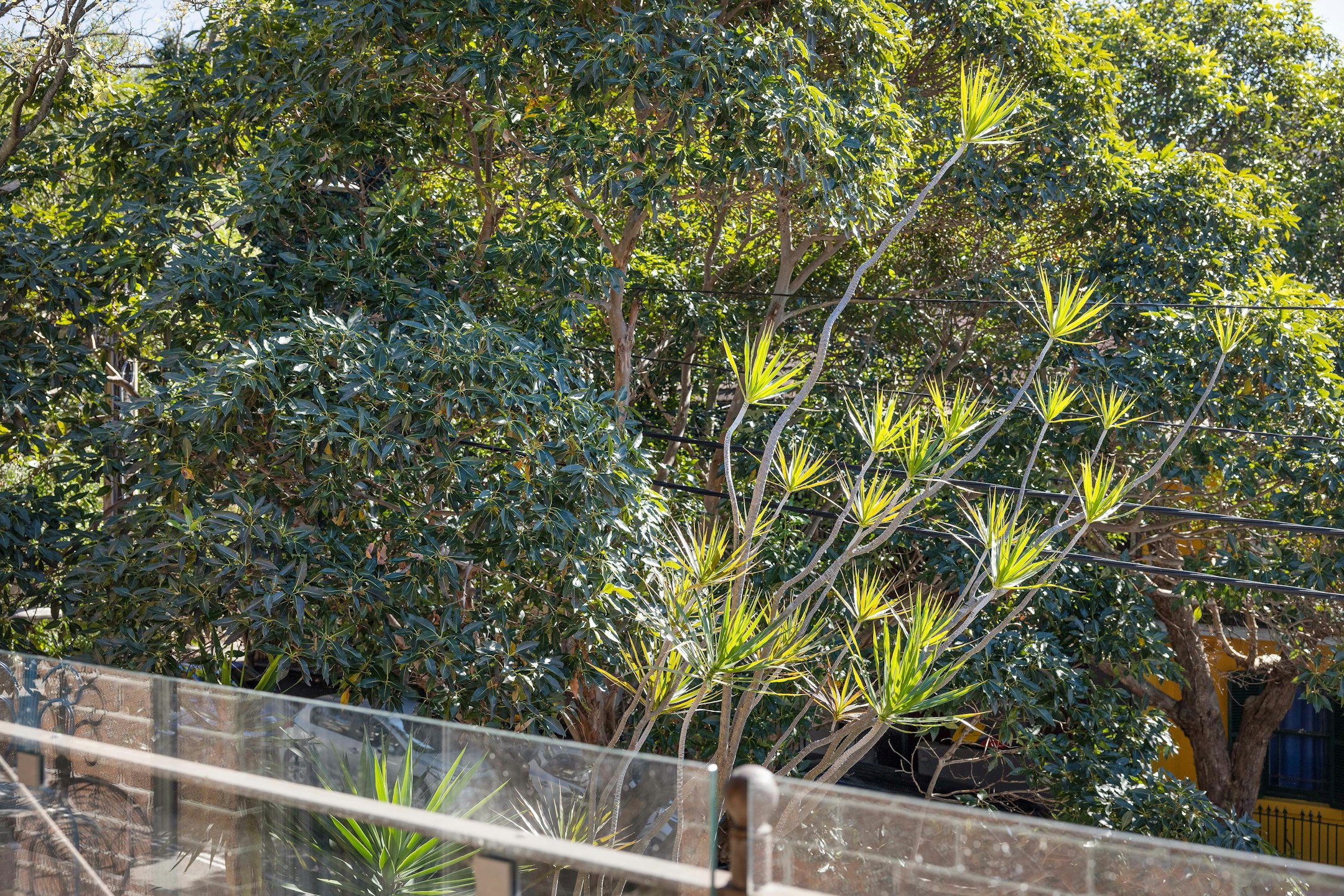 plant